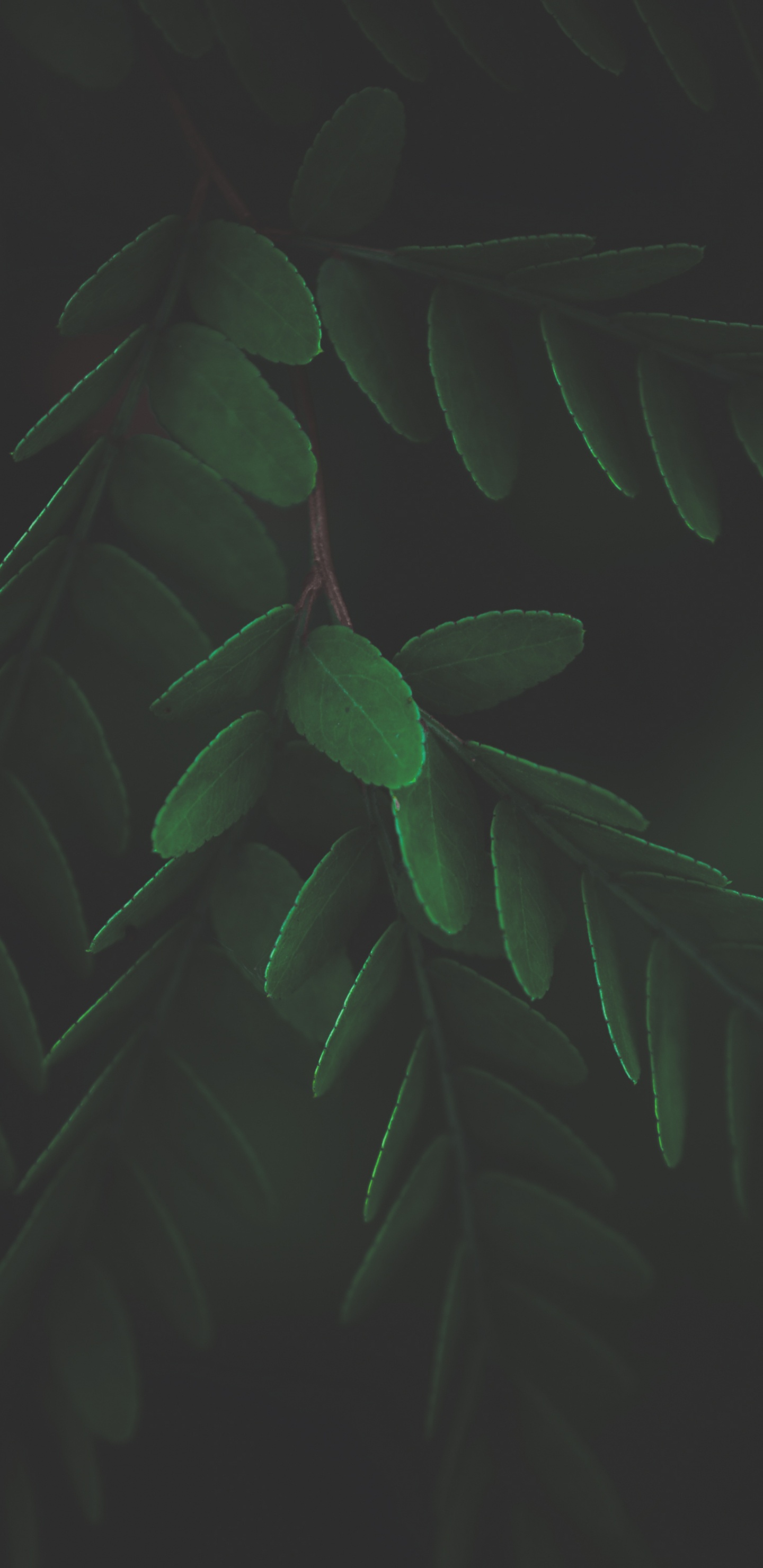 Tallo de la Planta, Biología, Planta Terrestre, Ramita, Tintes y Matices. Wallpaper in 1440x2960 Resolution