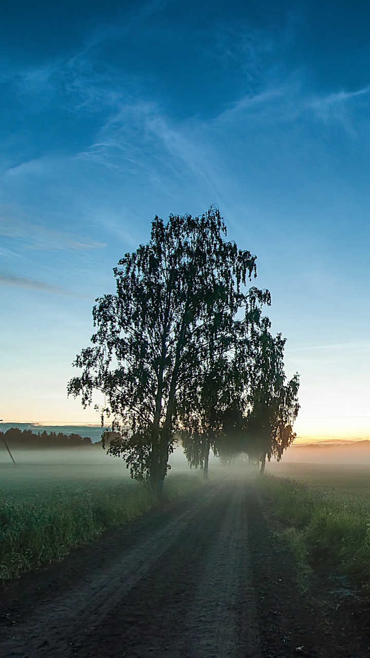 Arbre Vert Sur Terrain D'herbe Verte Pendant la Journée. Wallpaper in 720x1280 Resolution