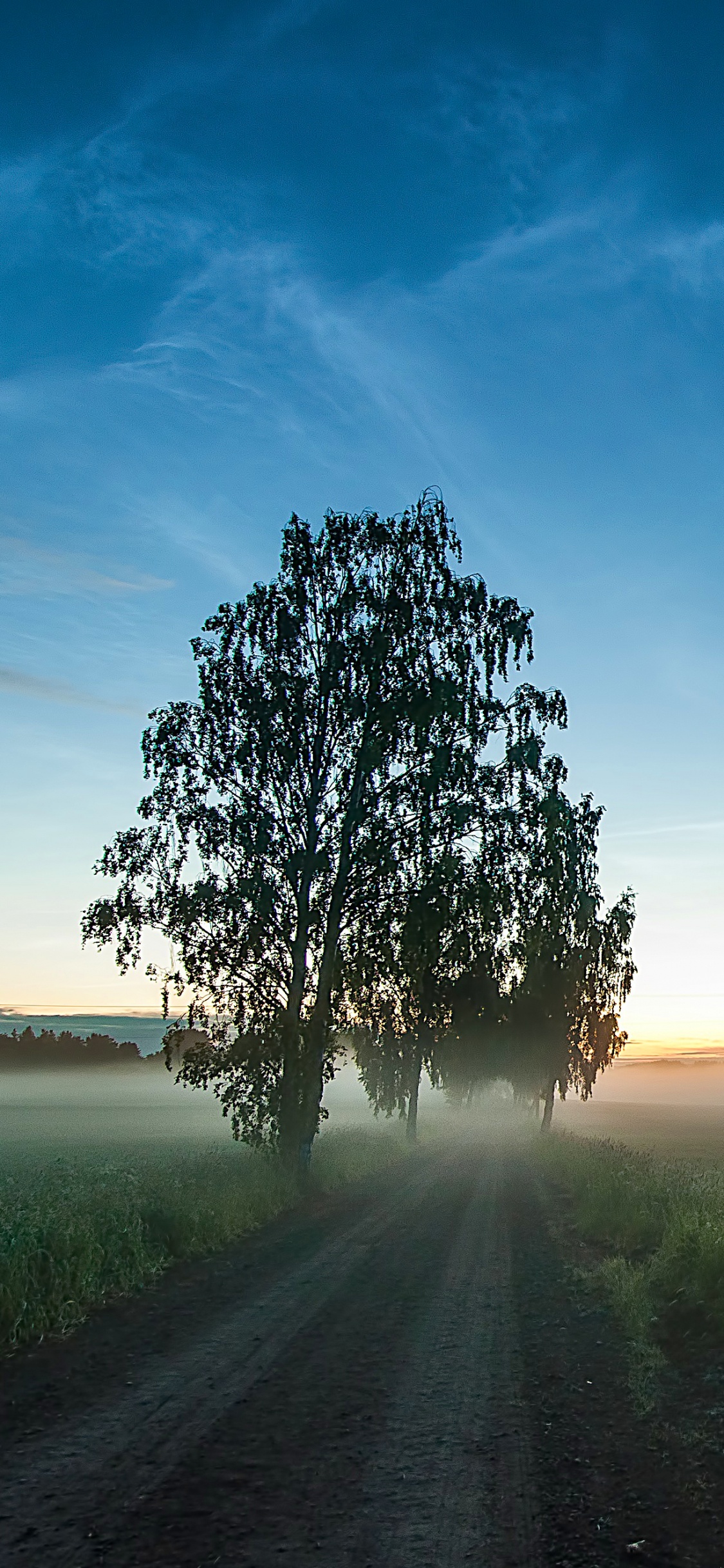 Árbol Verde en el Campo de Hierba Verde Durante el Día. Wallpaper in 1125x2436 Resolution