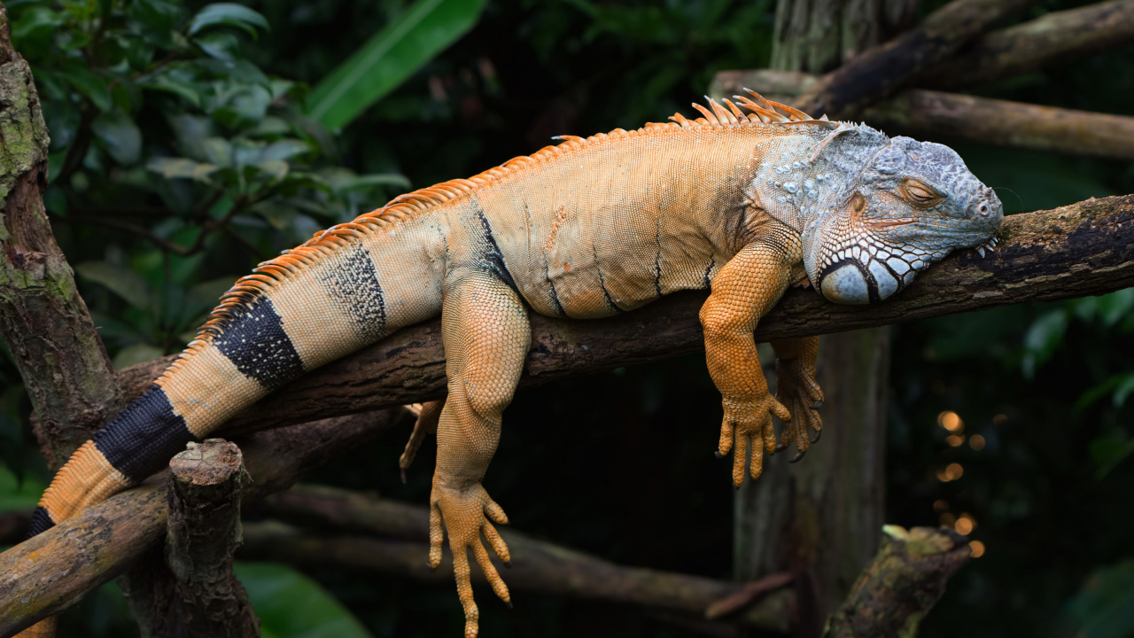 Iguana, Iguana Verde, Los Animales Terrestres, Reptil, Iguania. Wallpaper in 1280x720 Resolution