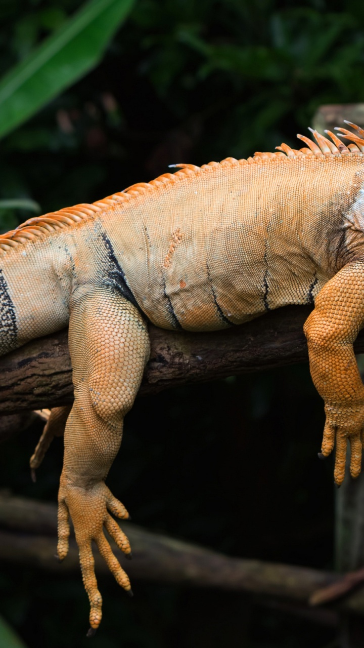 Iguane, Iguane Vert, Pour Les Animaux Terrestres, Reptile, Iguania. Wallpaper in 720x1280 Resolution