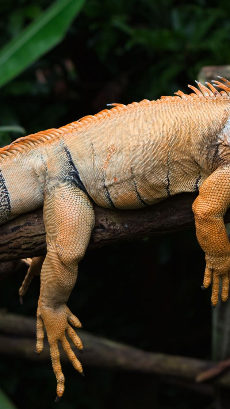 Iguane, Iguane Vert, Pour Les Animaux Terrestres, Reptile, Iguania. Wallpaper in 750x1334 Resolution
