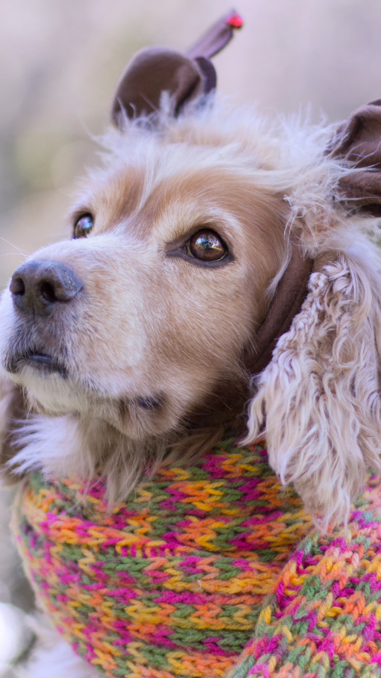 Puppy, King Charles Spaniel, Spaniel, Dog Breed, Christmas Day. Wallpaper in 750x1334 Resolution