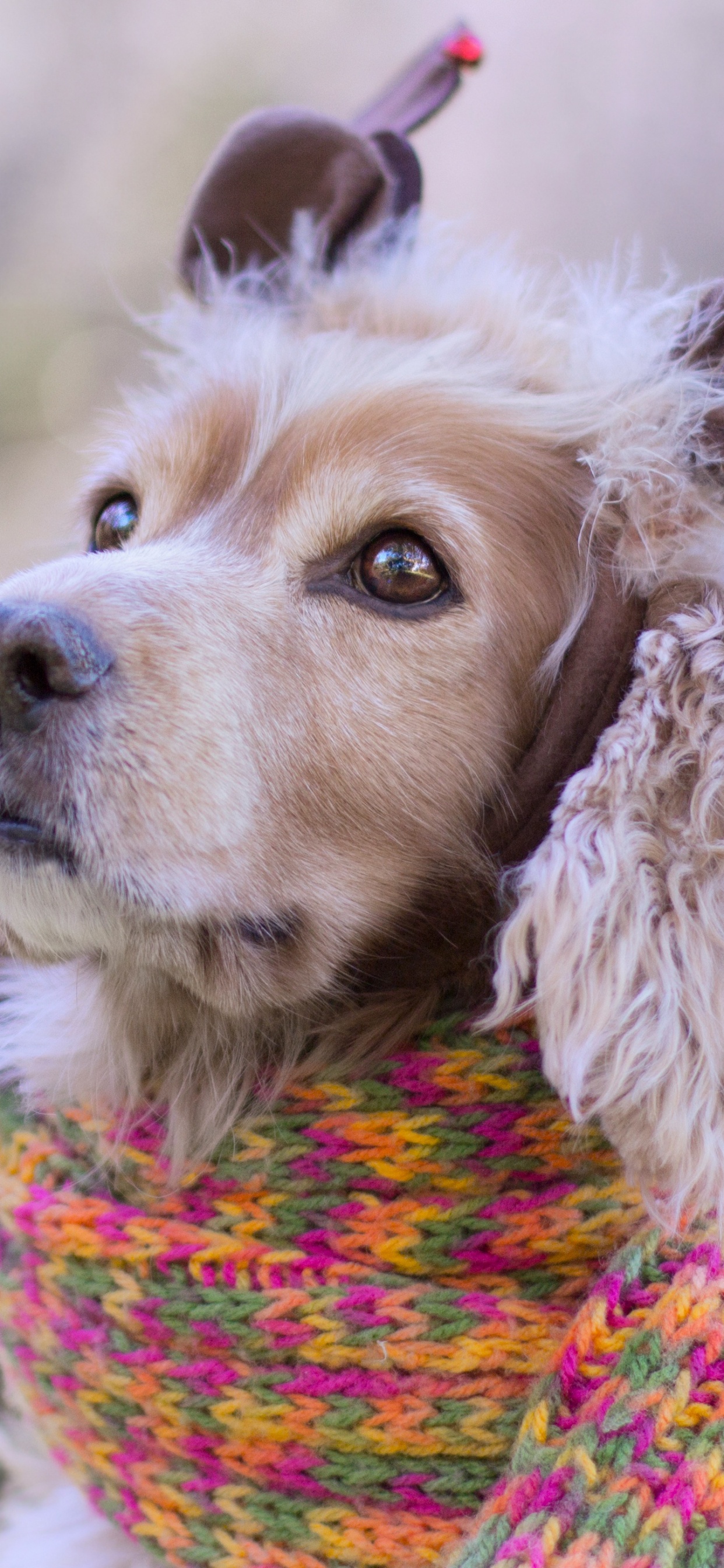 Cachorro, Rey Charles Spaniel, Spaniel, Raza de Perro, El Día De Navidad. Wallpaper in 1242x2688 Resolution