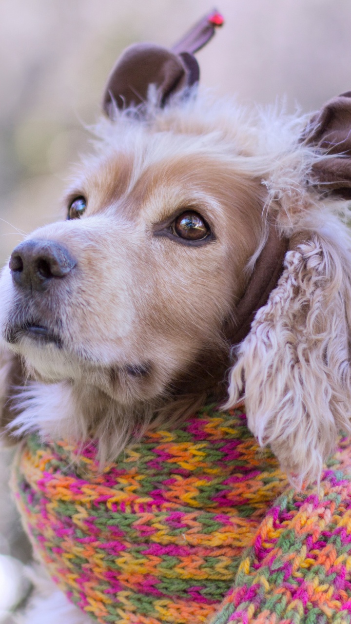 Welpe, König Charles Spaniel, Hunderasse, Weihnachten, Hund. Wallpaper in 720x1280 Resolution