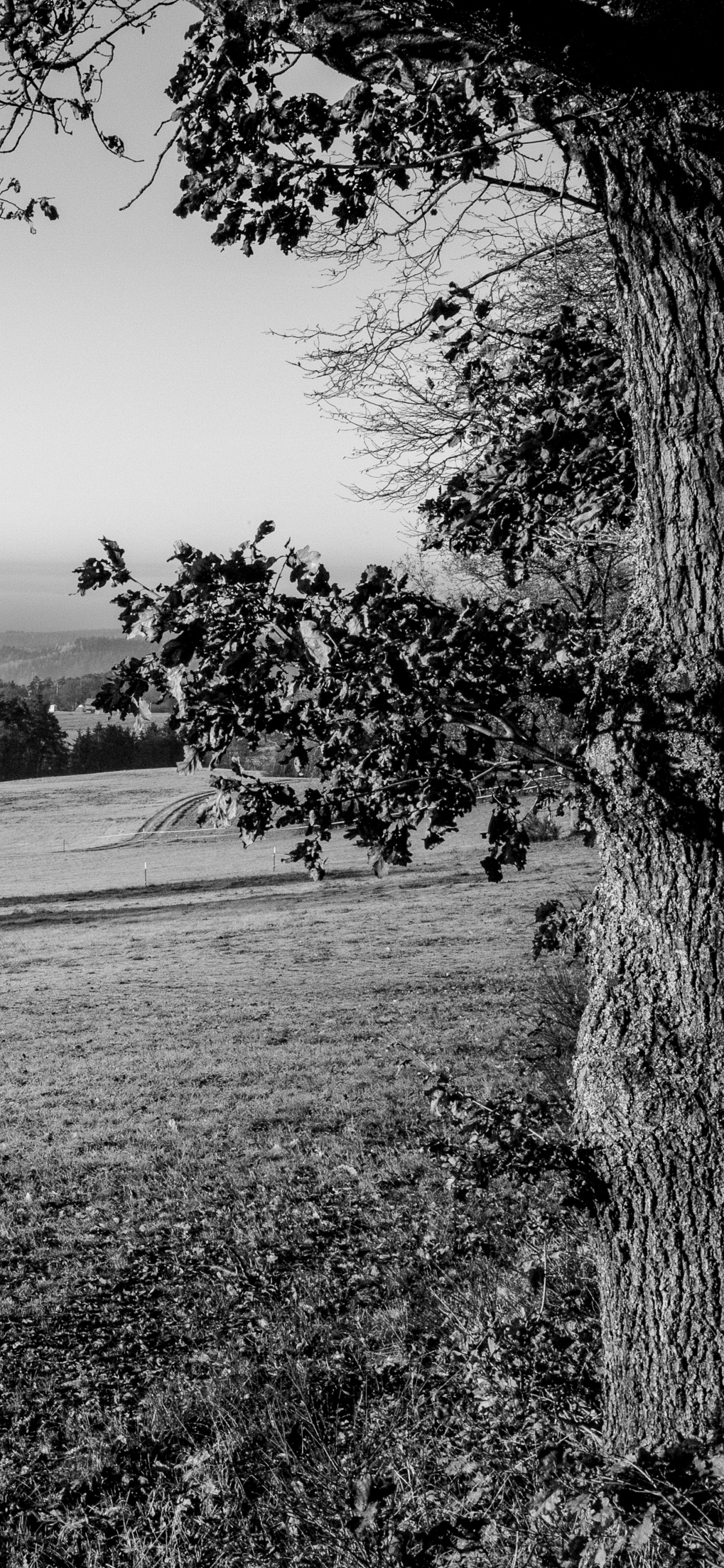 Schwarz Weiß - M, Gras, Monochrom, Baum, Natur. Wallpaper in 1242x2688 Resolution