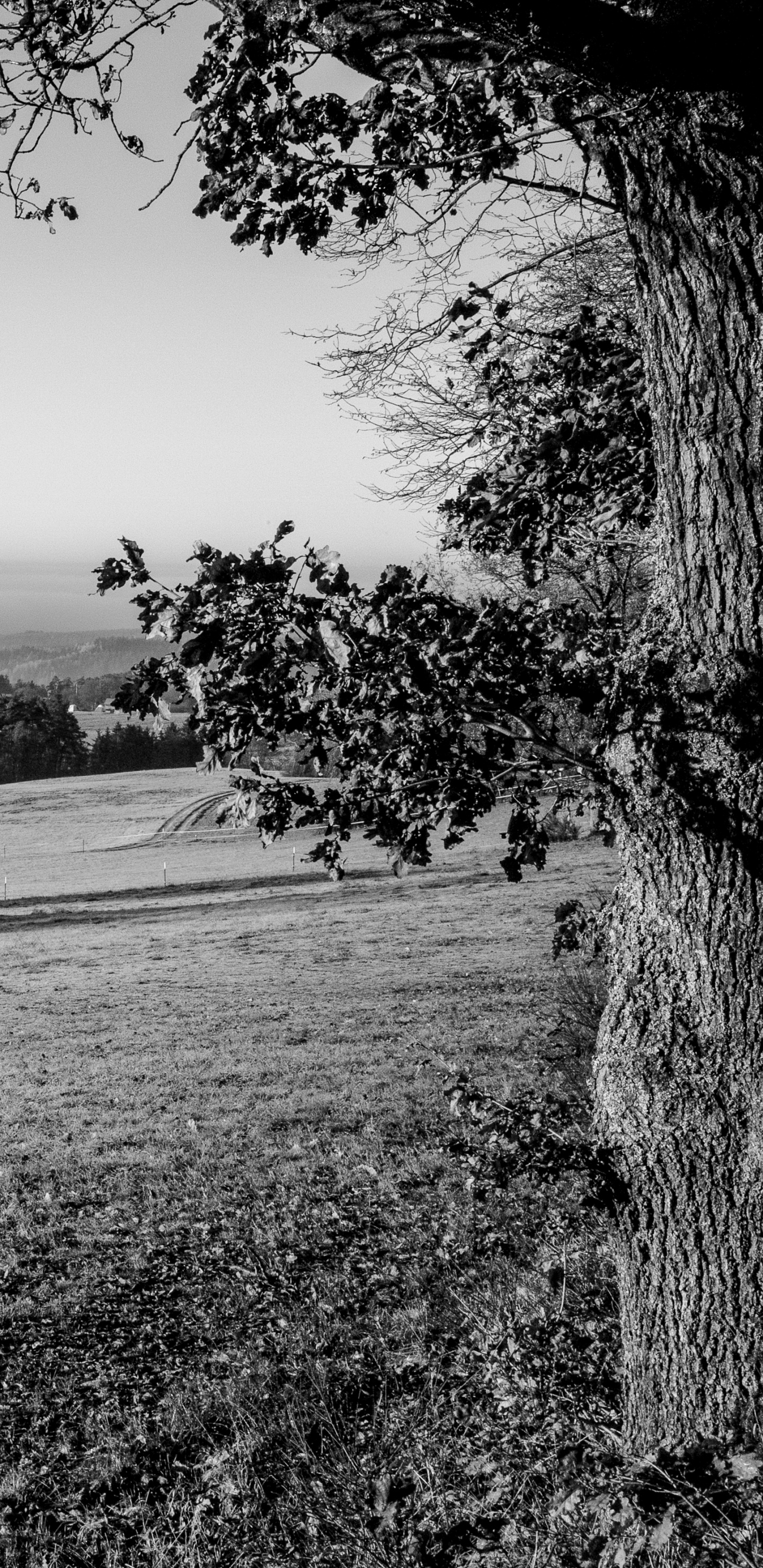 Schwarz Weiß - M, Gras, Monochrom, Baum, Natur. Wallpaper in 1440x2960 Resolution