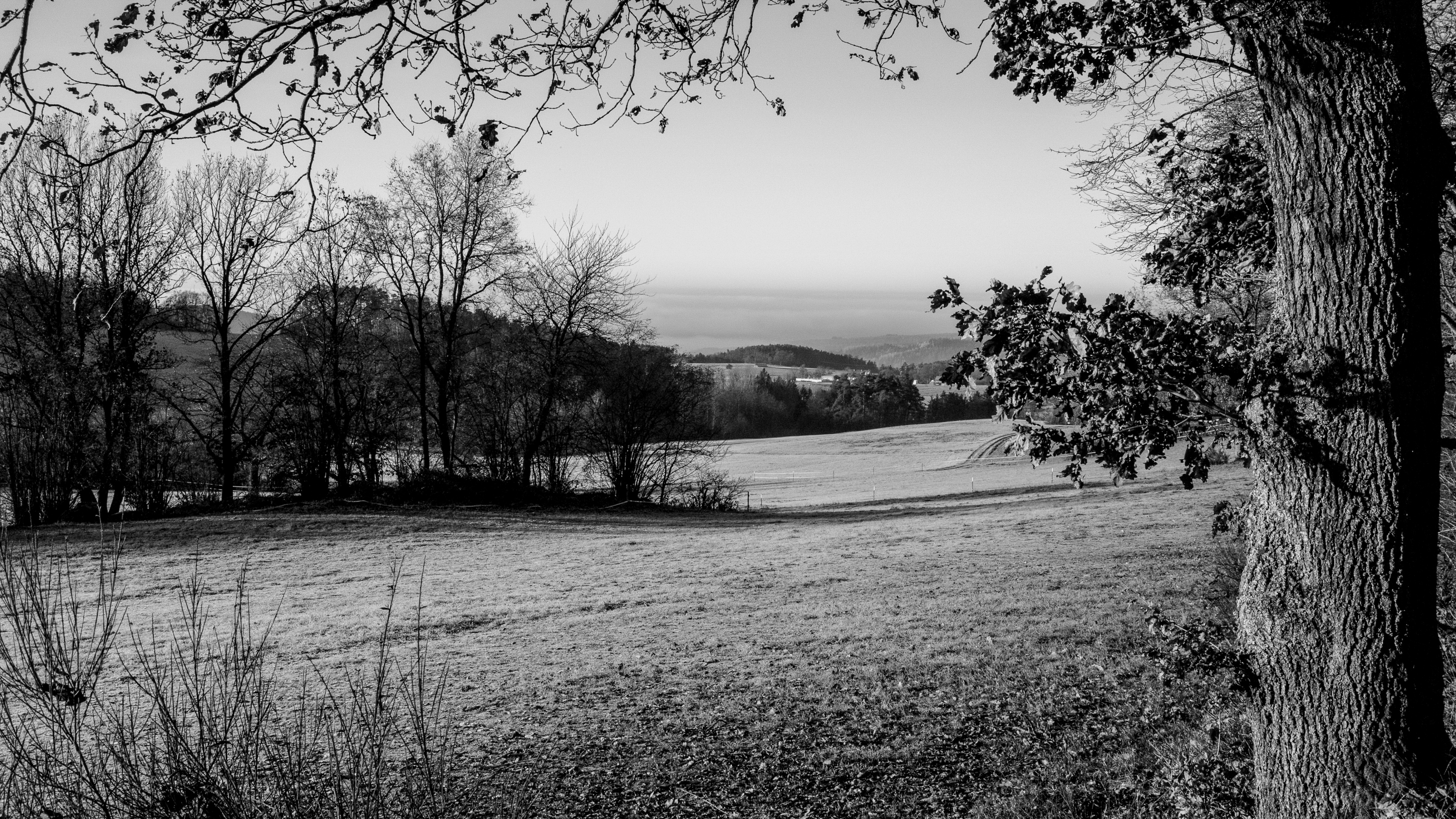 Schwarz Weiß - M, Gras, Monochrom, Baum, Natur. Wallpaper in 3840x2160 Resolution