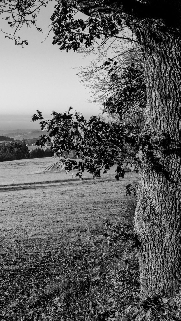 Schwarz Weiß - M, Gras, Monochrom, Baum, Natur. Wallpaper in 750x1334 Resolution