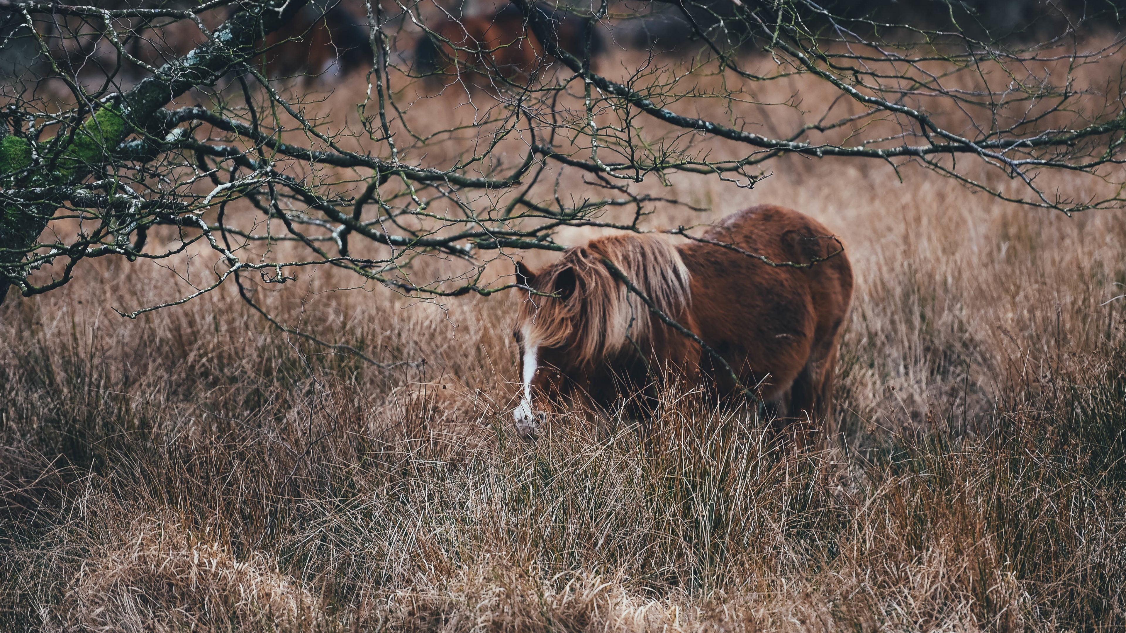 Cheval Brun Sur Terrain D'herbe Brune Pendant la Journée. Wallpaper in 3840x2160 Resolution
