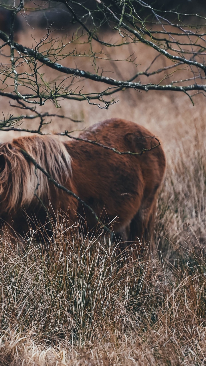 Cheval Brun Sur Terrain D'herbe Brune Pendant la Journée. Wallpaper in 720x1280 Resolution