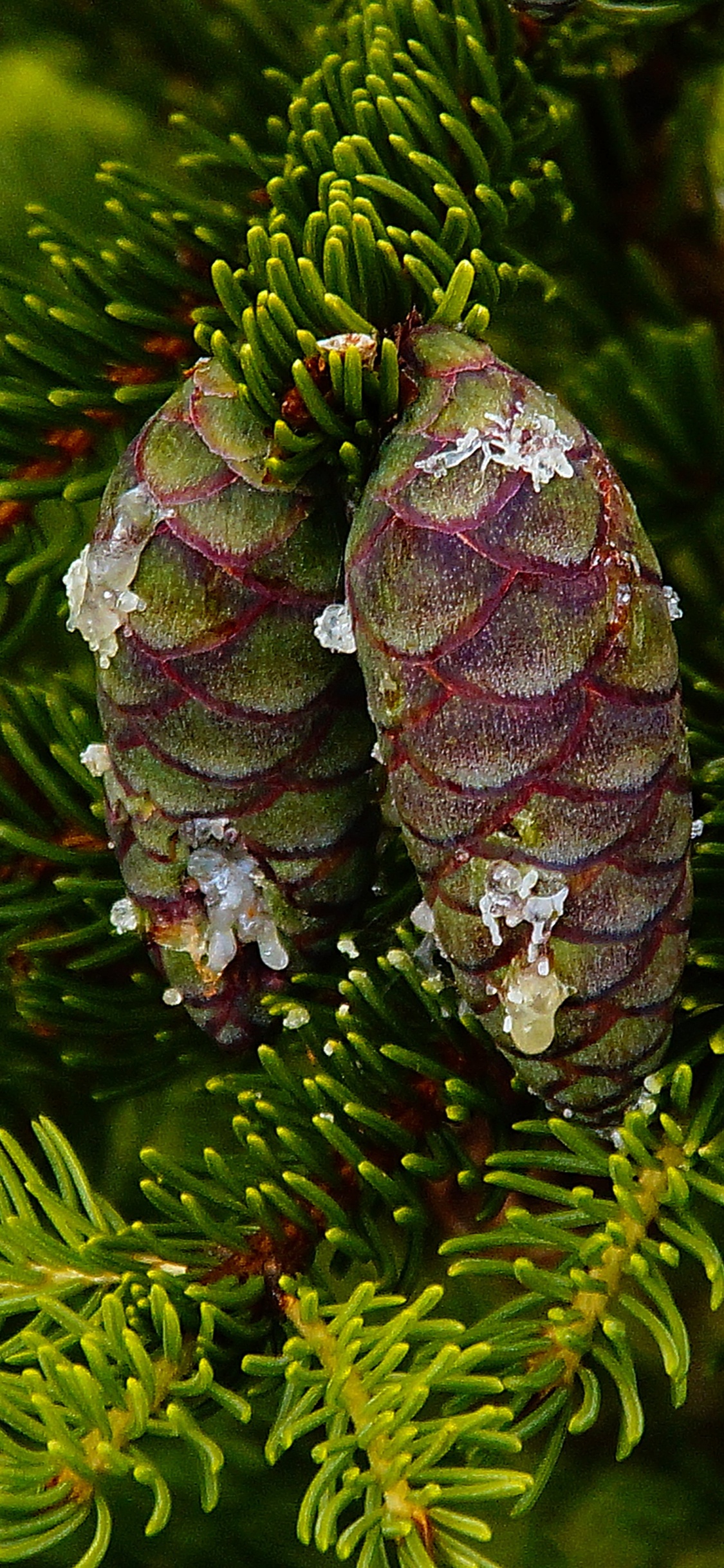 Grüner Tannenzapfen Auf Grünem Kiefernbaum. Wallpaper in 1125x2436 Resolution