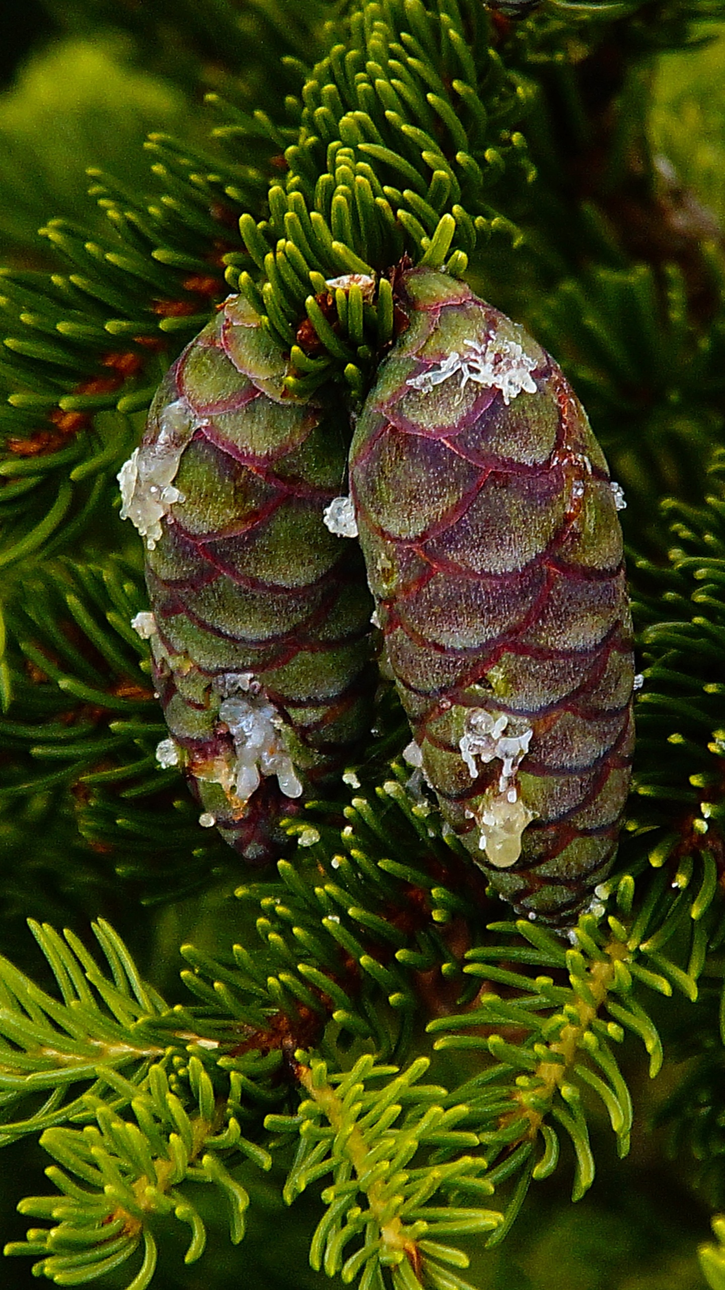 Grüner Tannenzapfen Auf Grünem Kiefernbaum. Wallpaper in 1440x2560 Resolution