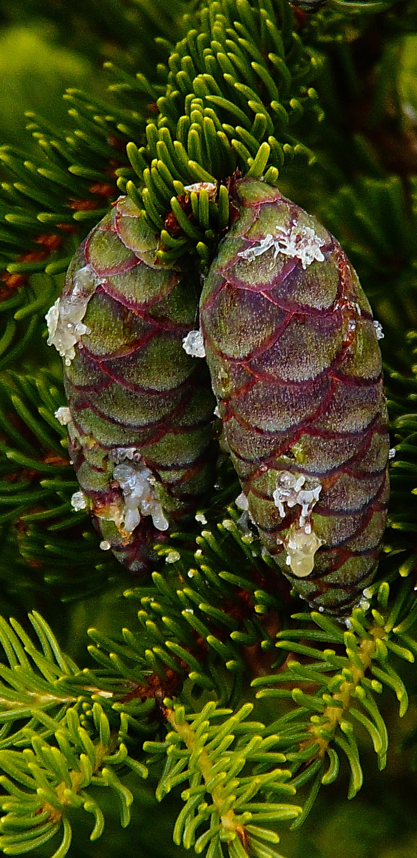 Grüner Tannenzapfen Auf Grünem Kiefernbaum. Wallpaper in 1440x2960 Resolution