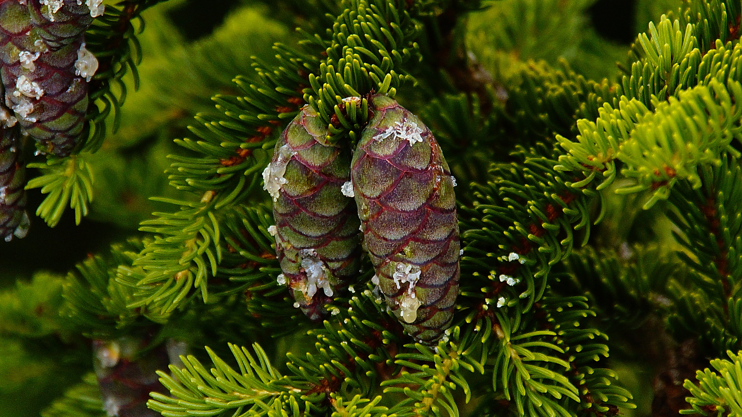 Grüner Tannenzapfen Auf Grünem Kiefernbaum. Wallpaper in 2560x1440 Resolution