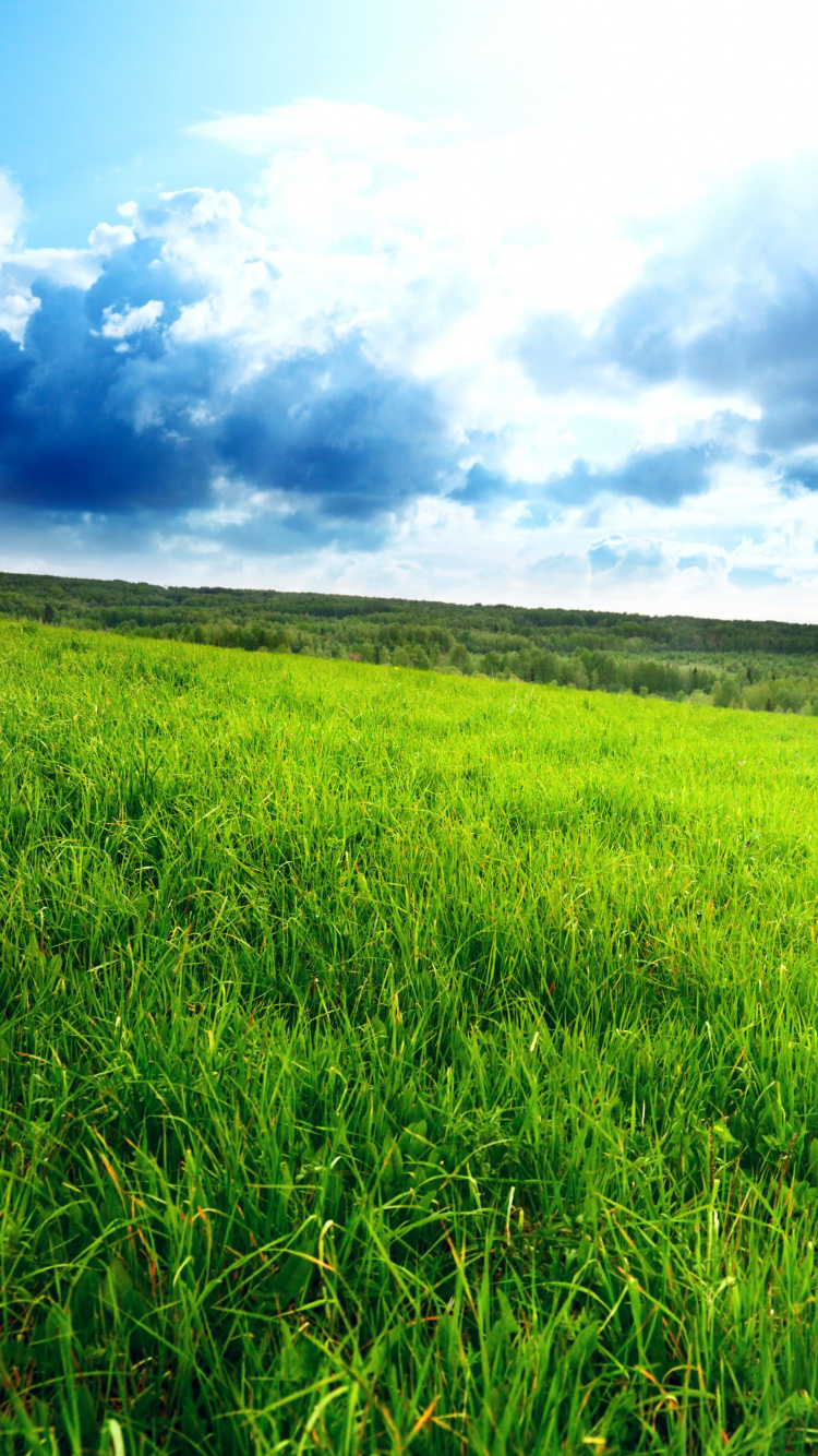 Download 750x1334 Wallpaper Green Grass Field Under Blue Sky and White Clouds During Daytime Green Grass Field Under Blue Sky and White Clouds During Daytime. Wallpaper in 750x1334 Resolution