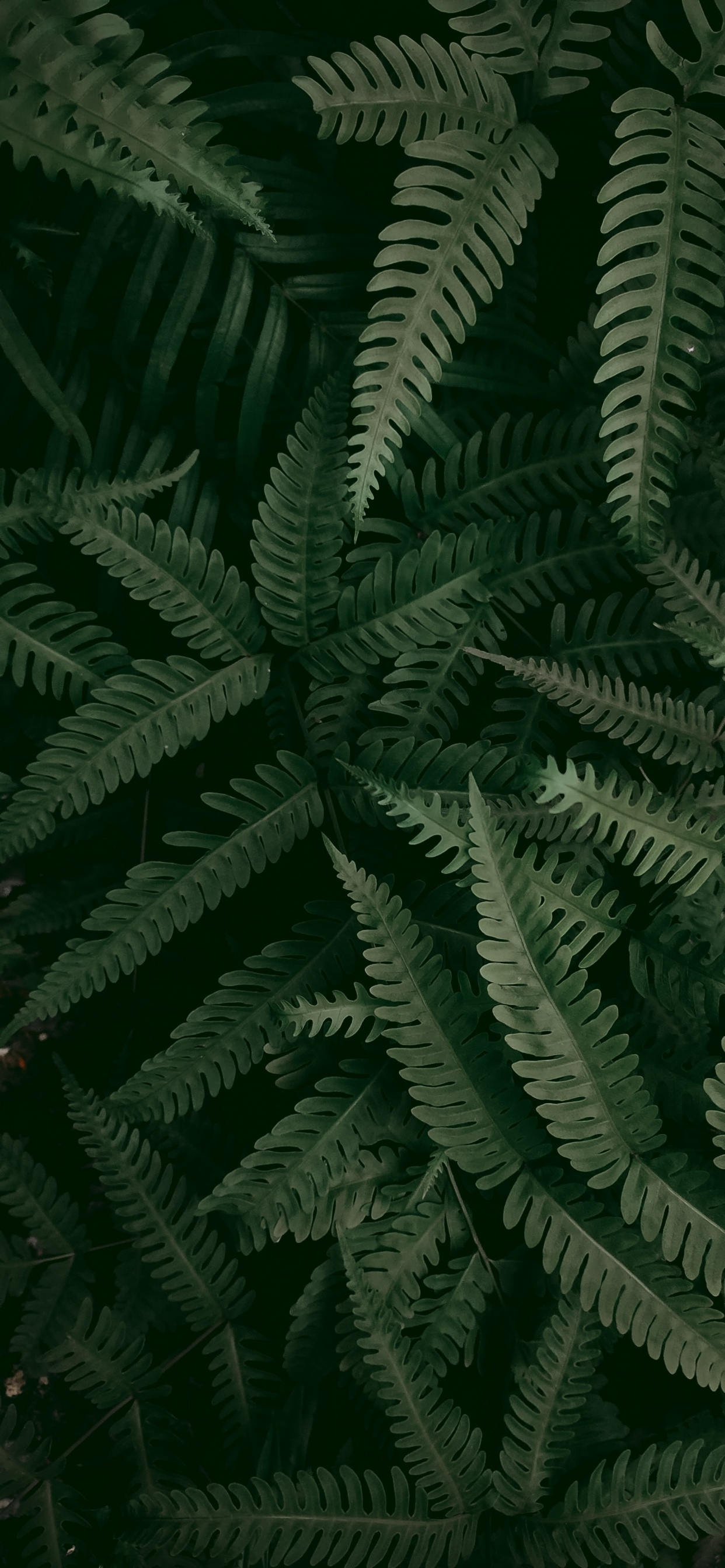 la Vegetación, Helecho, Avestruz Fern, Tallo de la Planta, la Comunidad Vegetal. Wallpaper in 1242x2688 Resolution