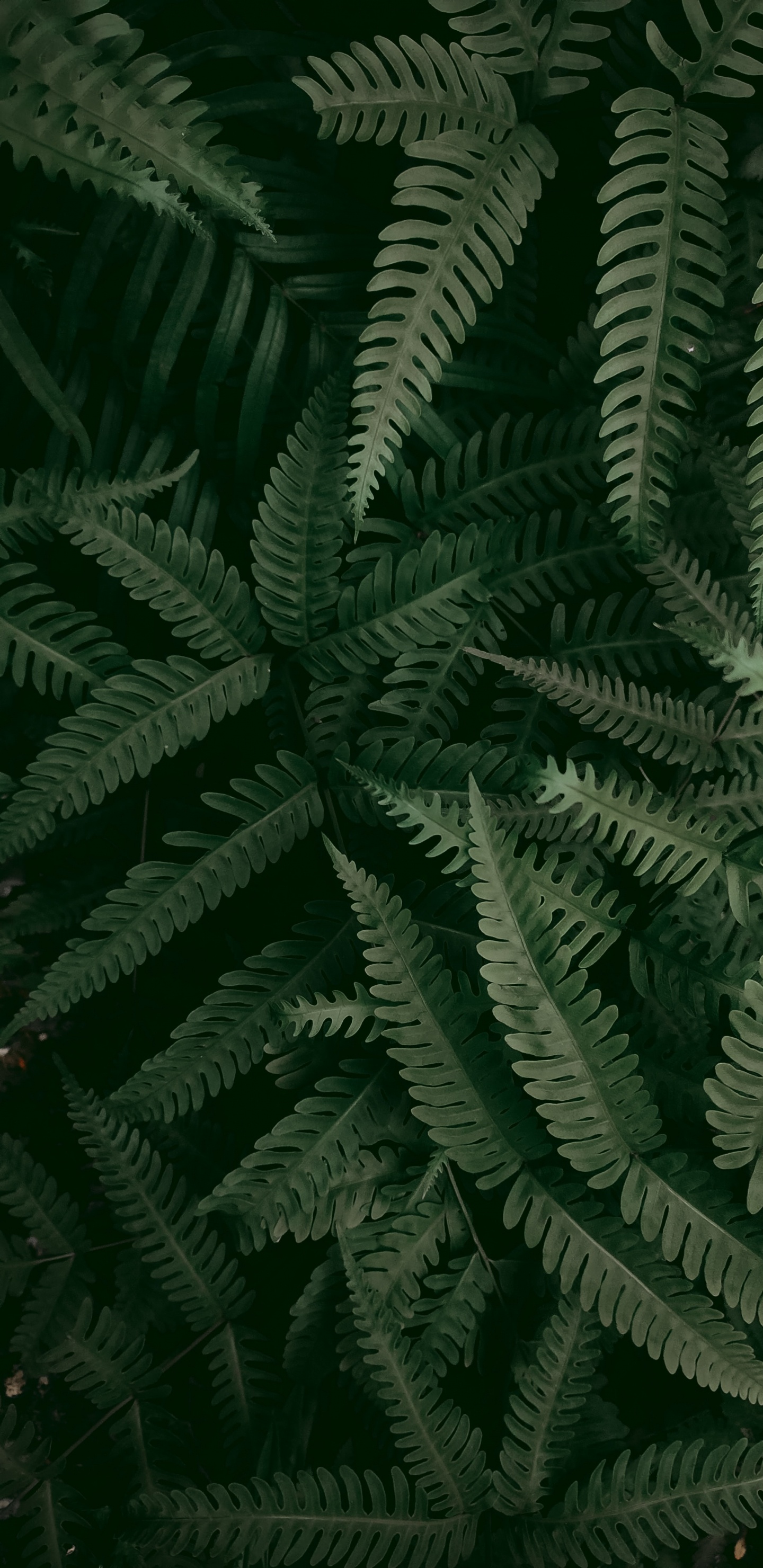 Vegetation, Farn, Blatt, Ostrich Fern, Pflanzen-Stammzellen. Wallpaper in 1440x2960 Resolution