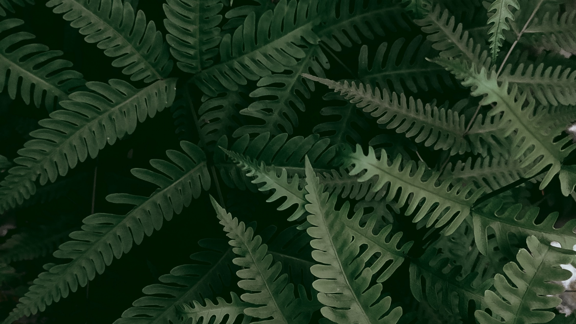 Vegetation, Fern, Leaf, Ostrich Fern, Iratze. Wallpaper in 1920x1080 Resolution