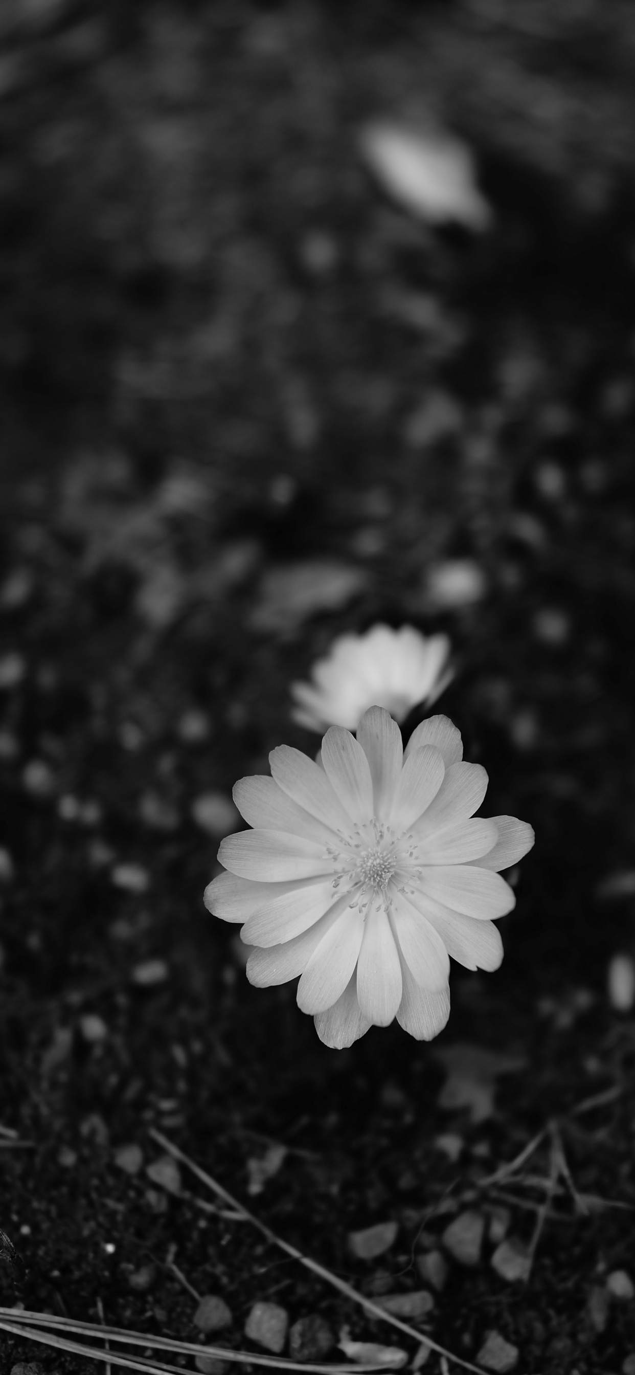 Photo en Niveaux de Gris D'une Fleur Blanche. Wallpaper in 1242x2688 Resolution