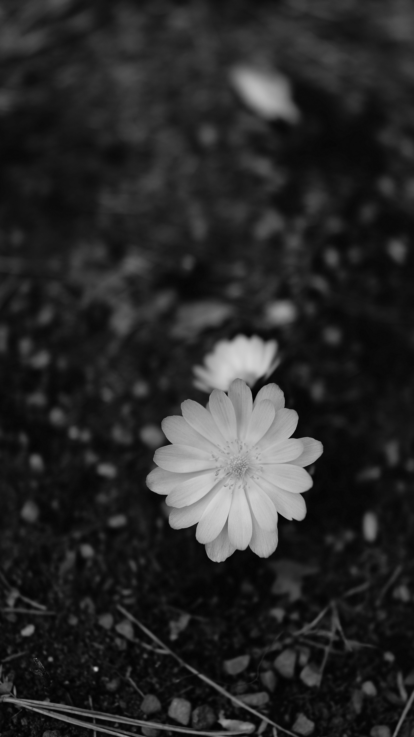 Photo en Niveaux de Gris D'une Fleur Blanche. Wallpaper in 1440x2560 Resolution