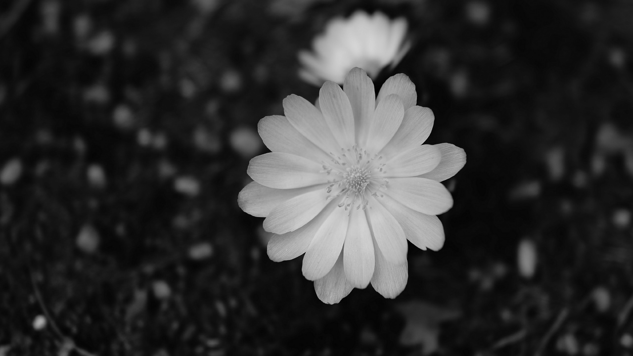 Graustufenfoto Der Weißen Blume. Wallpaper in 1280x720 Resolution