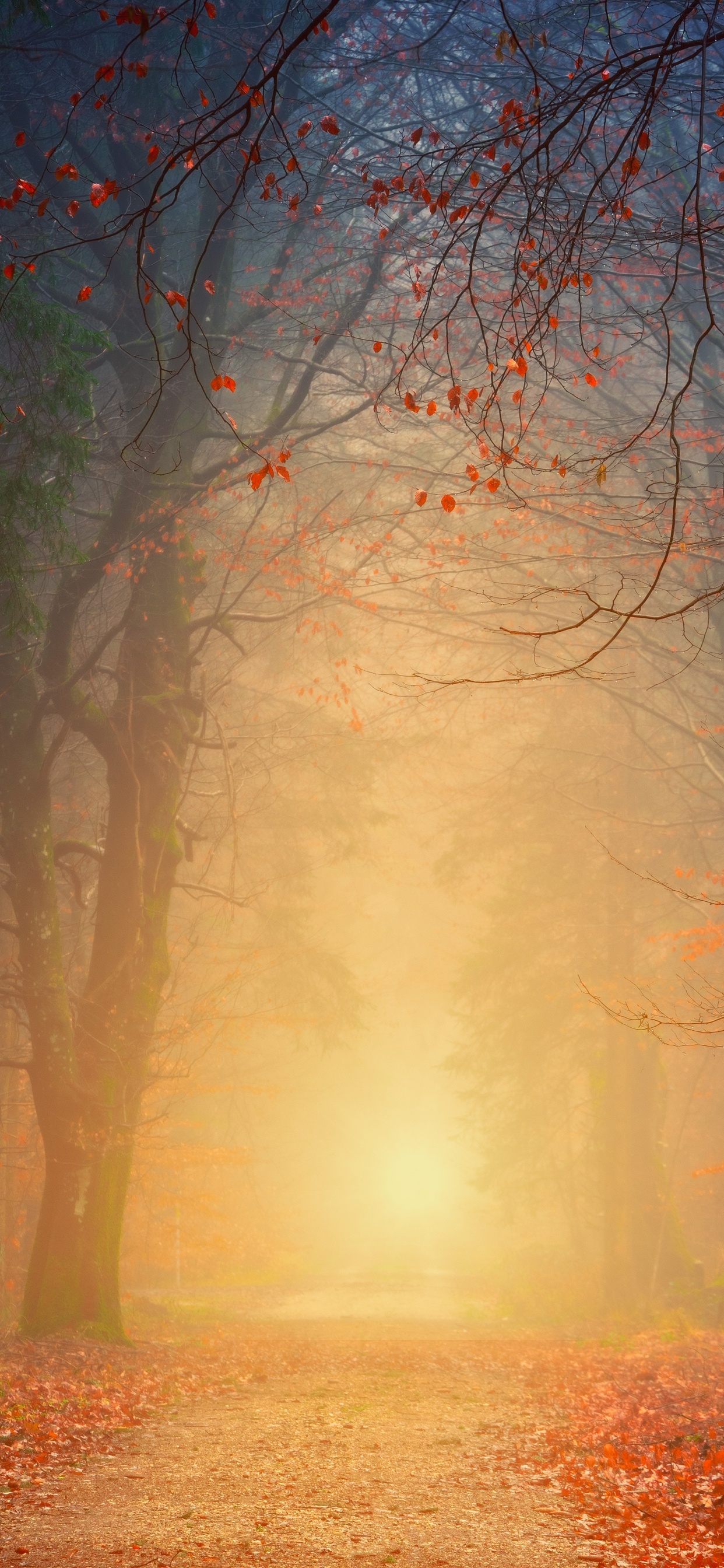 Naturaleza, Entorno Natural, Paisaje Natural, Luz, la Luz Del Sol. Wallpaper in 1242x2688 Resolution