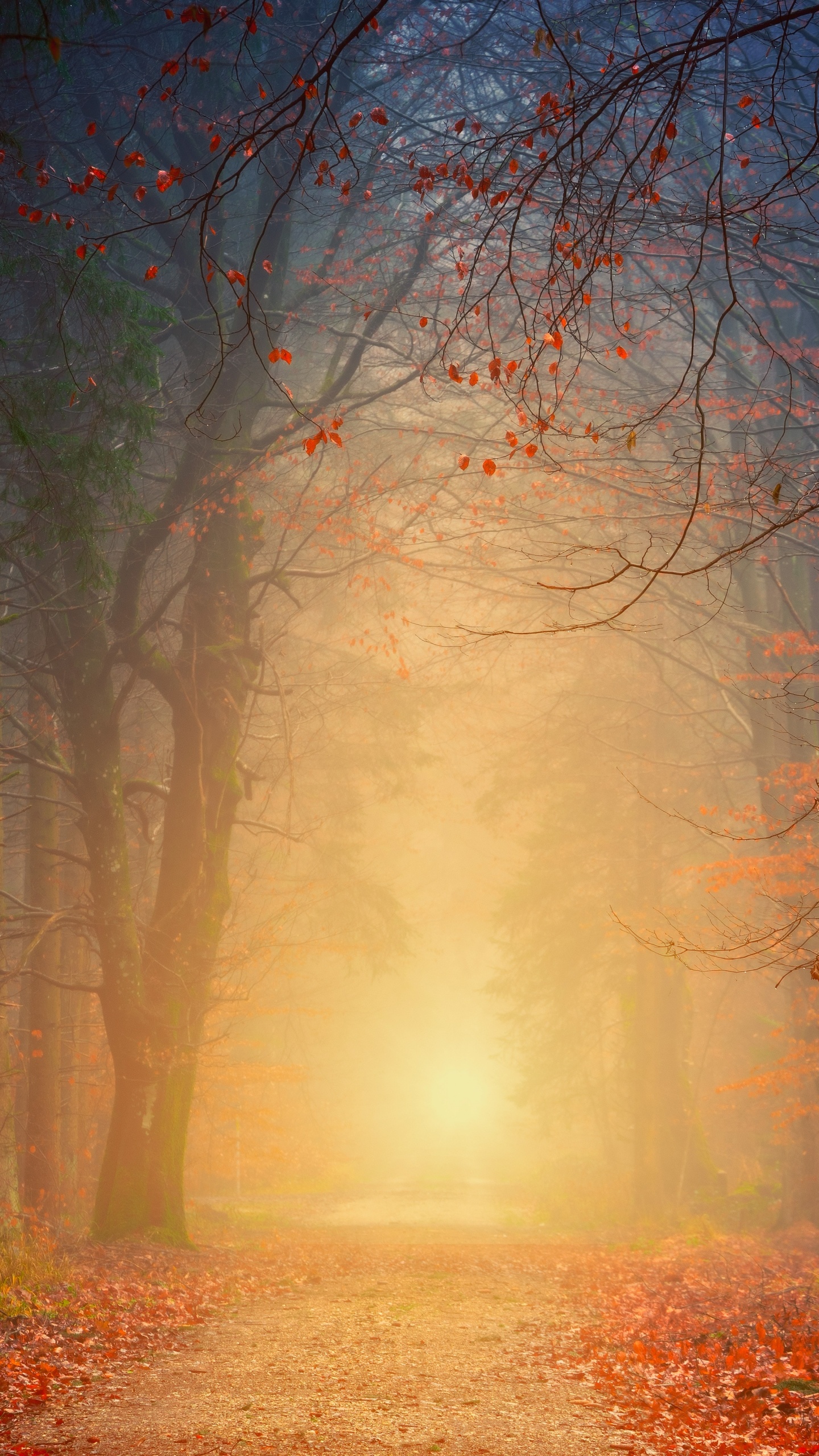 Tree, Forest, Nature, Natural Environment, Natural Landscape. Wallpaper in 1440x2560 Resolution