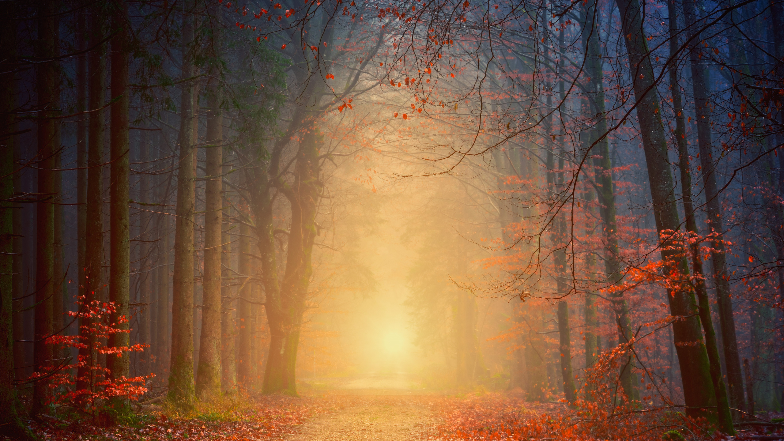 Tree, Forest, Nature, Natural Environment, Natural Landscape. Wallpaper in 2560x1440 Resolution