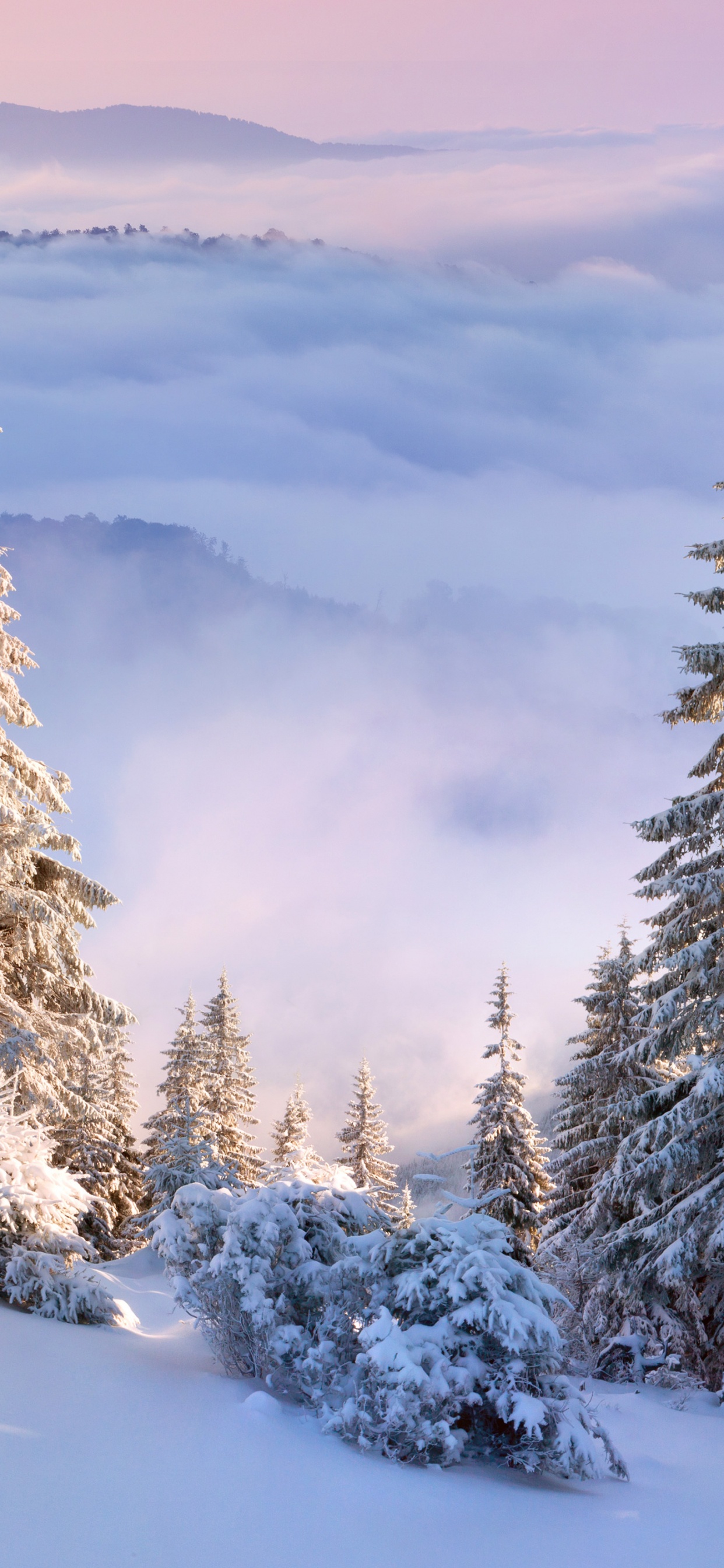 Tagsüber Grüne Pinien Auf Schneebedecktem Boden. Wallpaper in 1242x2688 Resolution