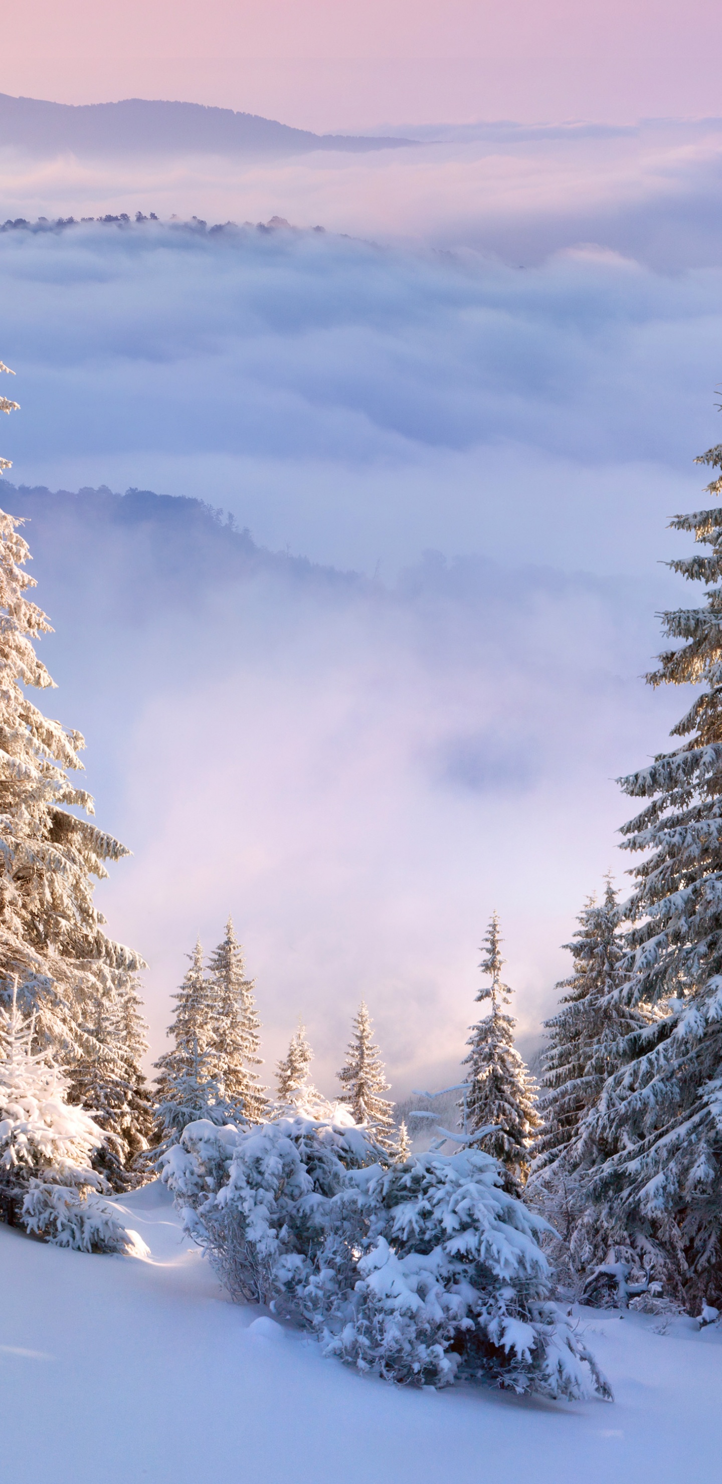 Tagsüber Grüne Pinien Auf Schneebedecktem Boden. Wallpaper in 1440x2960 Resolution