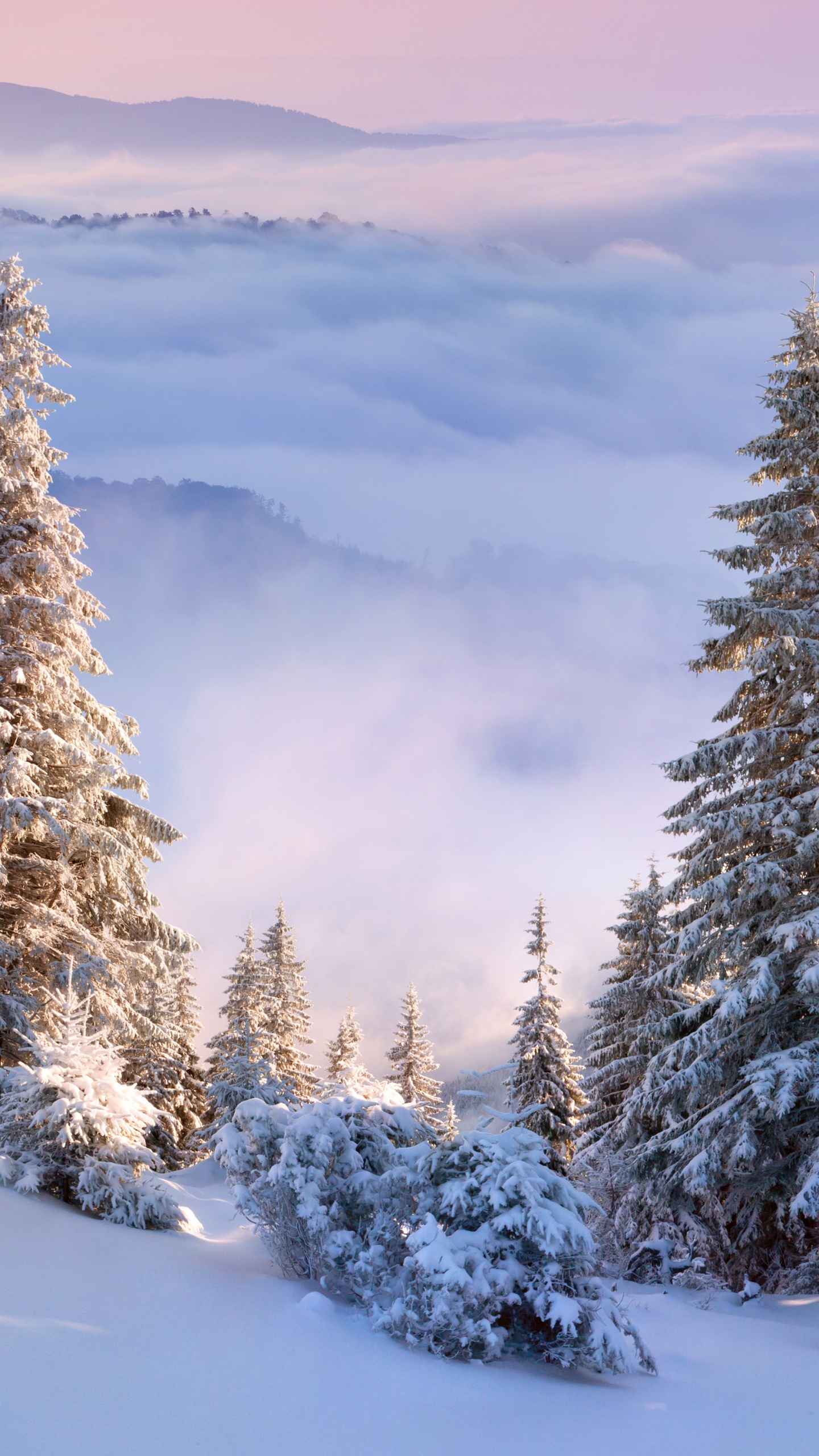 Pins Verts Sur le Sol Couvert de Neige Pendant la Journée. Wallpaper in 1440x2560 Resolution