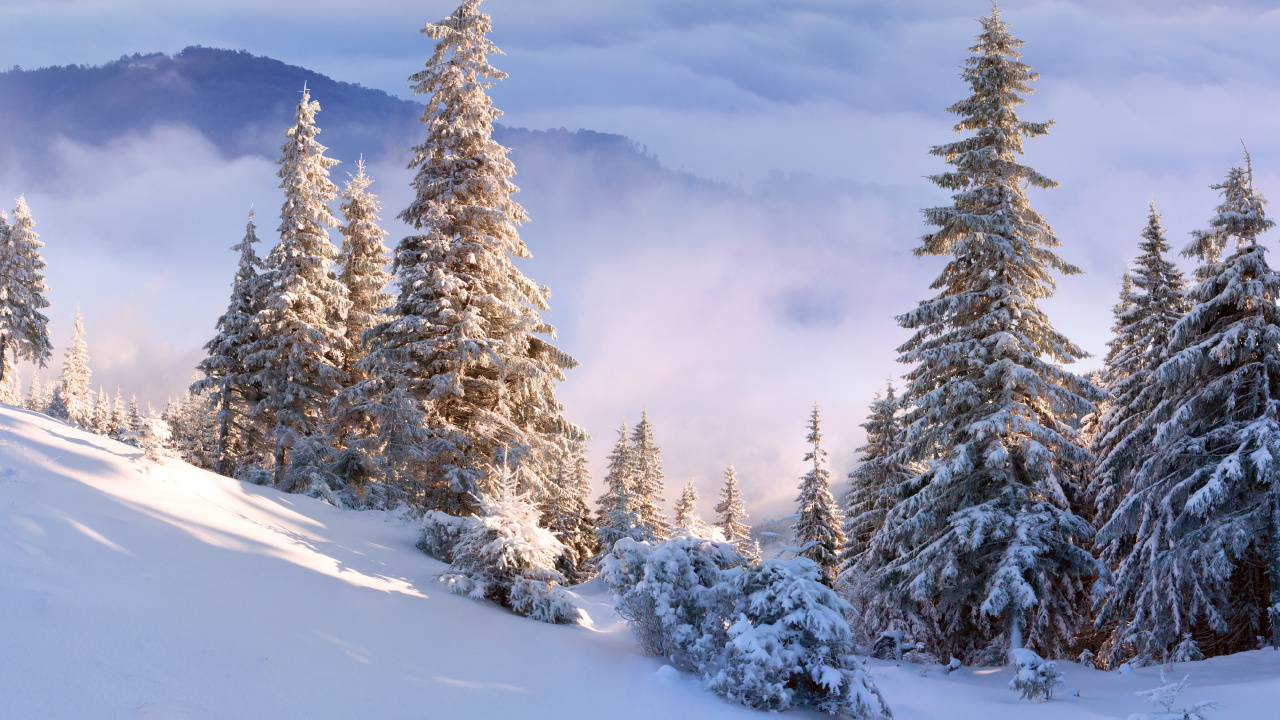 Green Pine Trees on Snow Covered Ground During Daytime. Wallpaper in 1280x720 Resolution