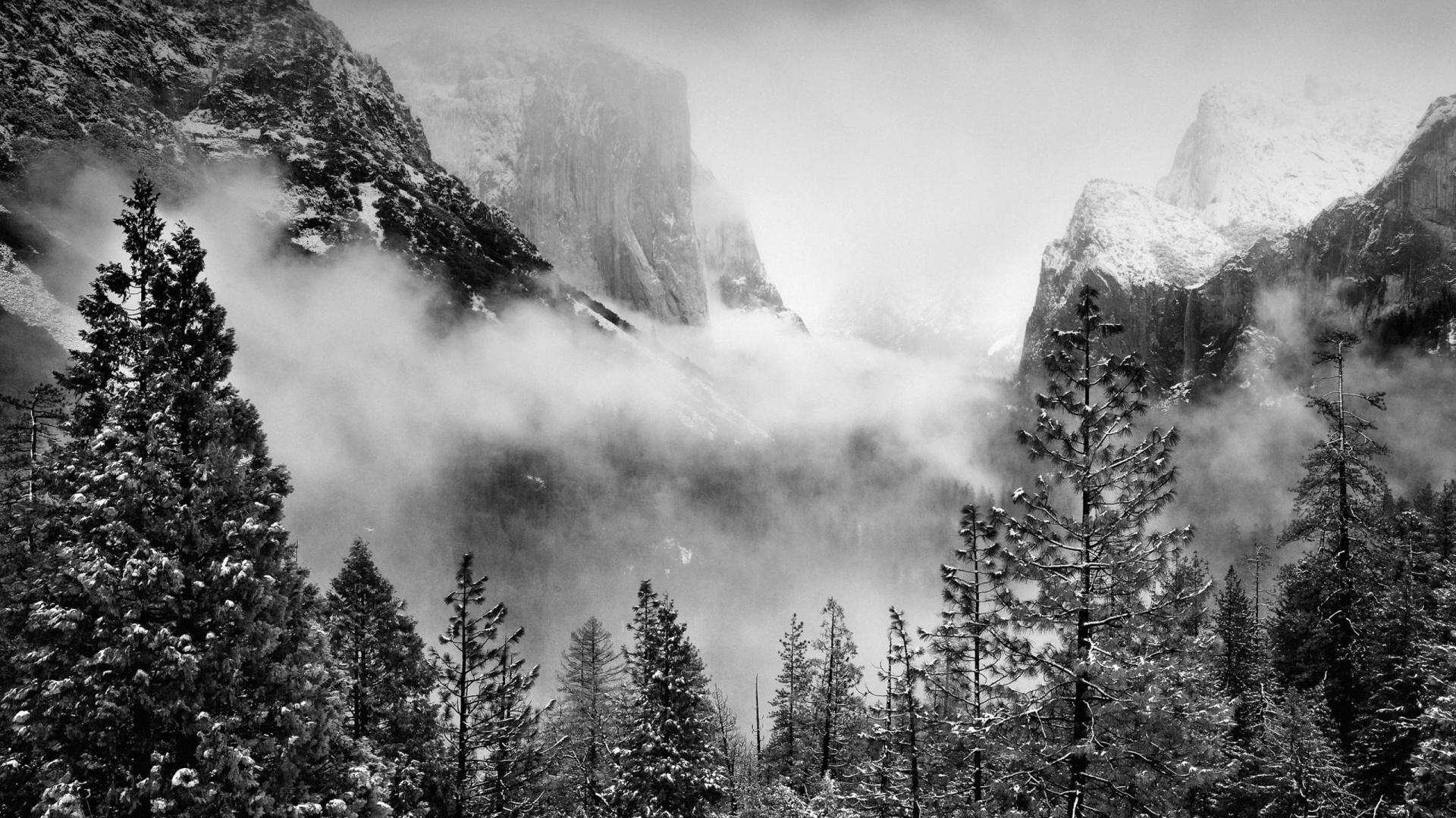 Photo en Niveaux de Gris de Pins Sur la Montagne. Wallpaper in 1920x1080 Resolution