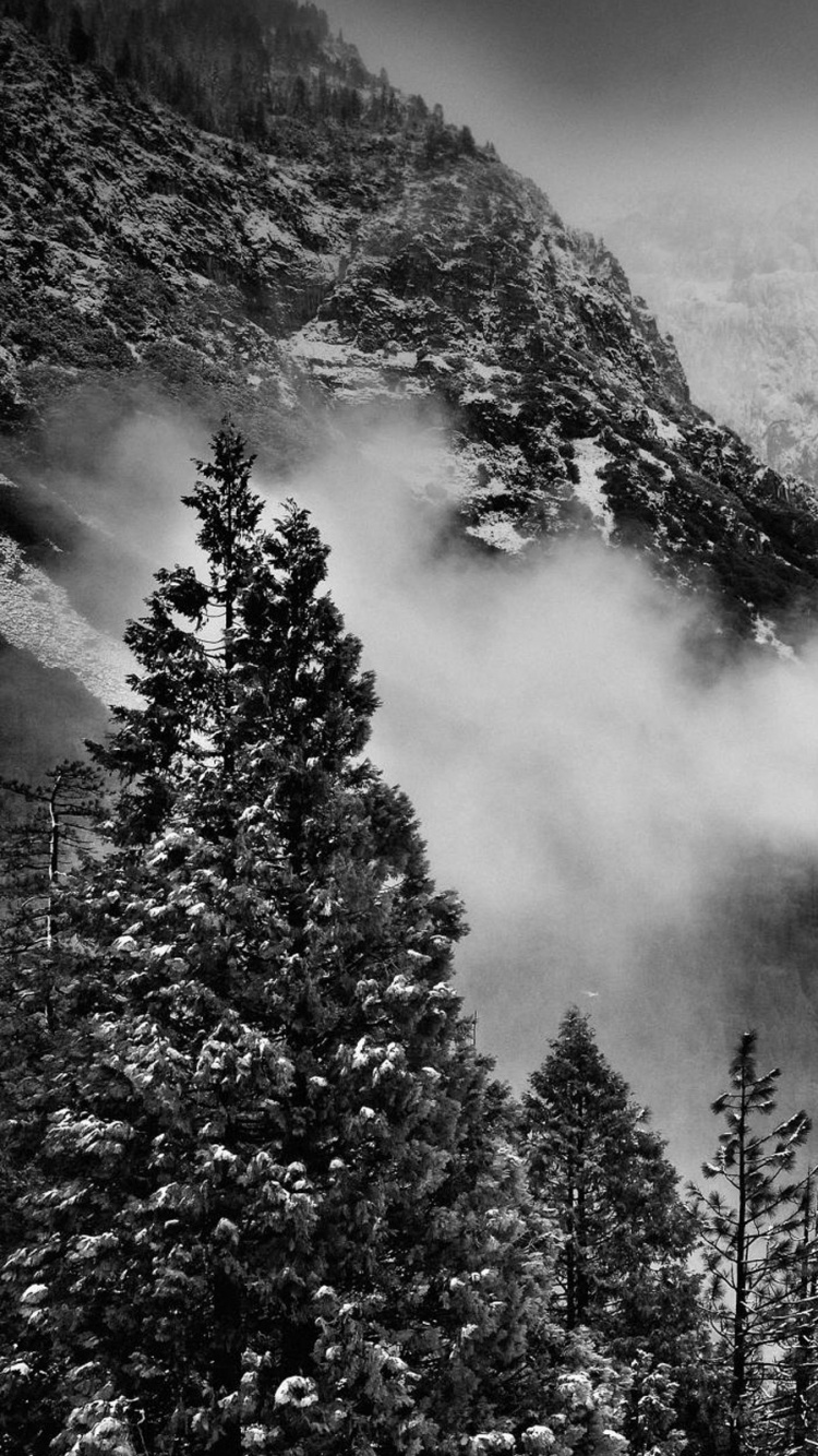 Photo en Niveaux de Gris de Pins Sur la Montagne. Wallpaper in 750x1334 Resolution