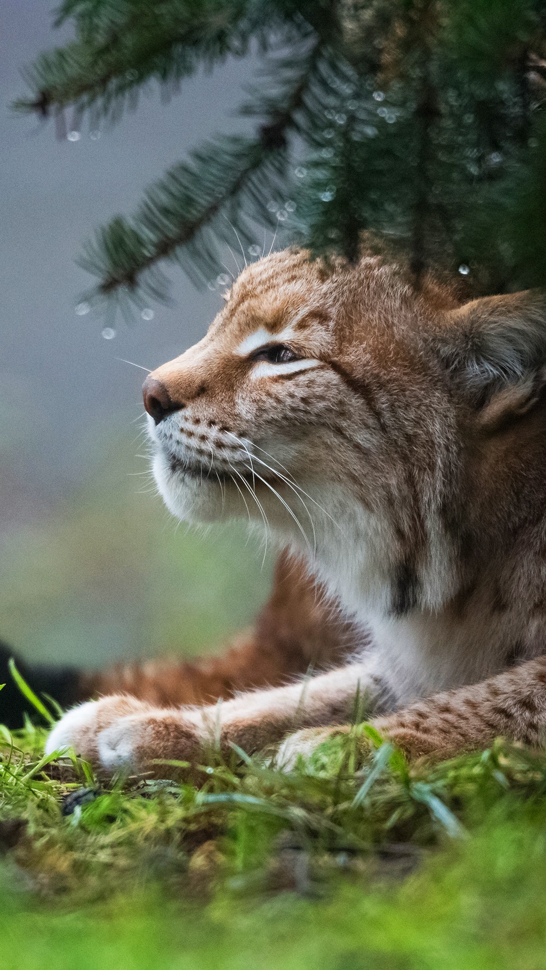 Gato Marrón y Negro Sobre la Hierba Verde Durante el Día. Wallpaper in 1080x1920 Resolution