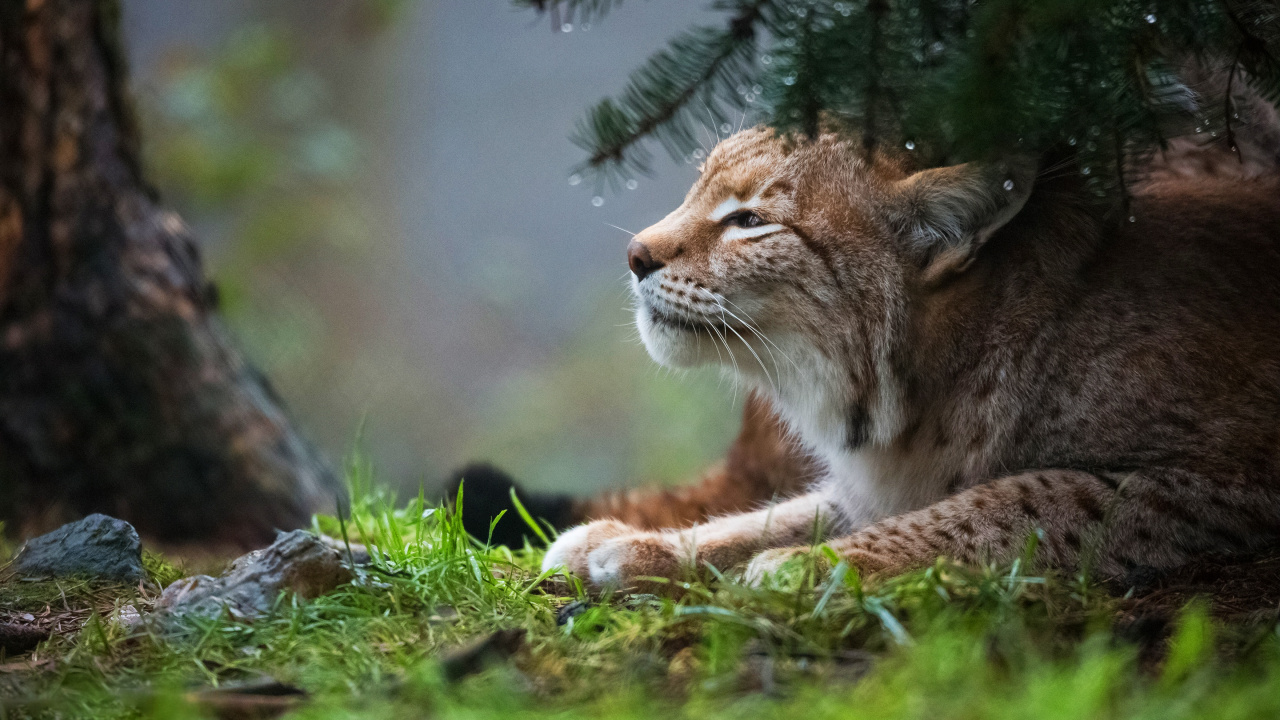 Gato Marrón y Negro Sobre la Hierba Verde Durante el Día. Wallpaper in 1280x720 Resolution