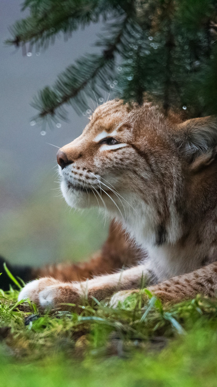 猫科, 野生动物, 野猫, 胡须, 陆地动物 壁纸 750x1334 允许