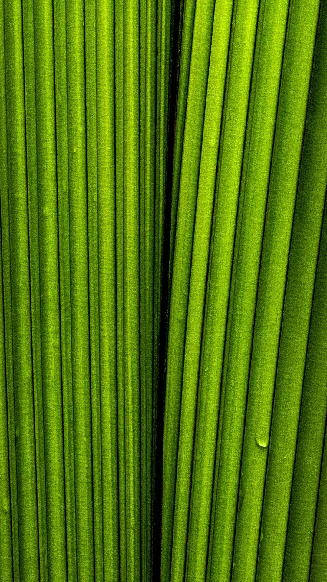 Feuille, Plante, Biologie, Sciences, Green. Wallpaper in 1080x1920 Resolution