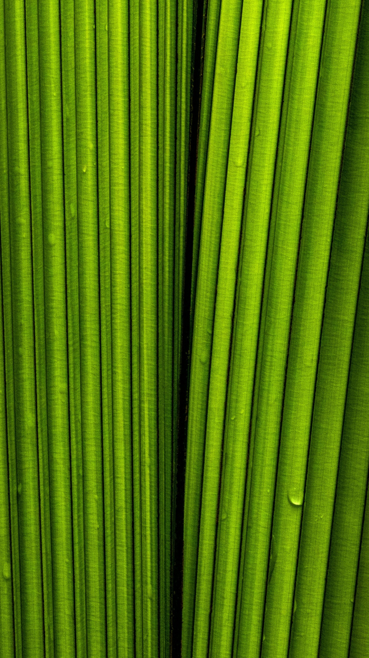 Feuille, Plante, Biologie, Sciences, Green. Wallpaper in 750x1334 Resolution