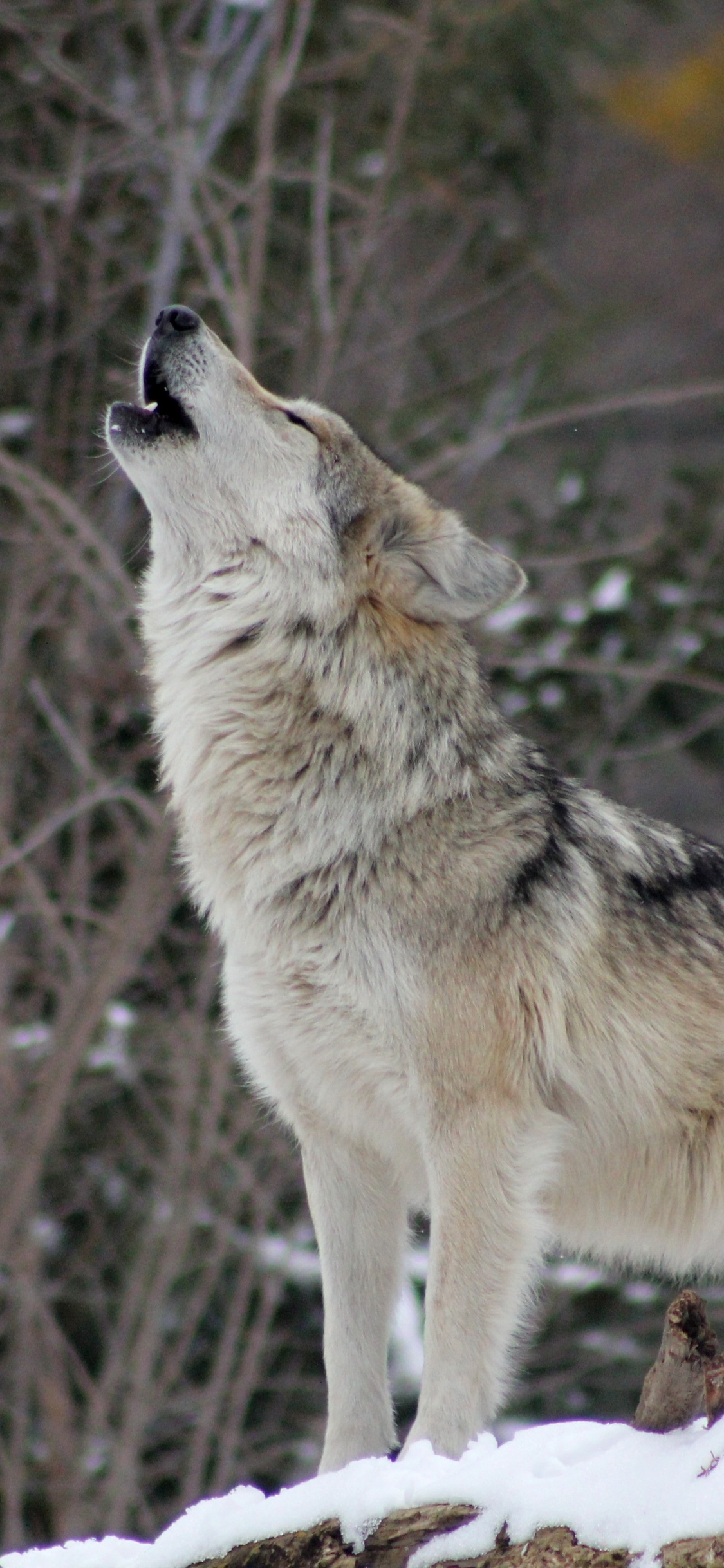 Brauner Wolf Auf Schneebedecktem Boden Tagsüber. Wallpaper in 1125x2436 Resolution