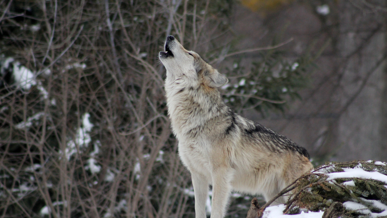 Brauner Wolf Auf Schneebedecktem Boden Tagsüber. Wallpaper in 1280x720 Resolution