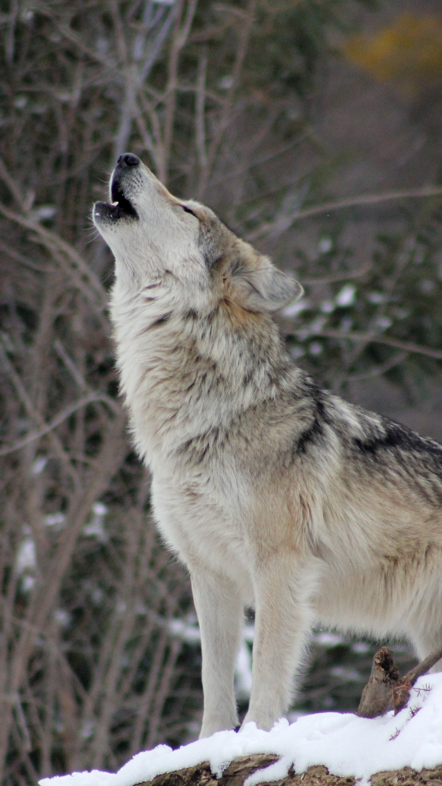 Brauner Wolf Auf Schneebedecktem Boden Tagsüber. Wallpaper in 1440x2560 Resolution