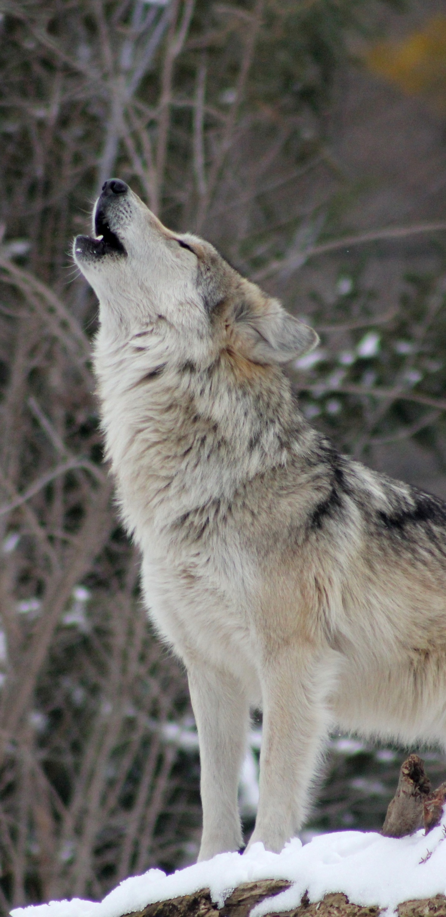 Brauner Wolf Auf Schneebedecktem Boden Tagsüber. Wallpaper in 1440x2960 Resolution