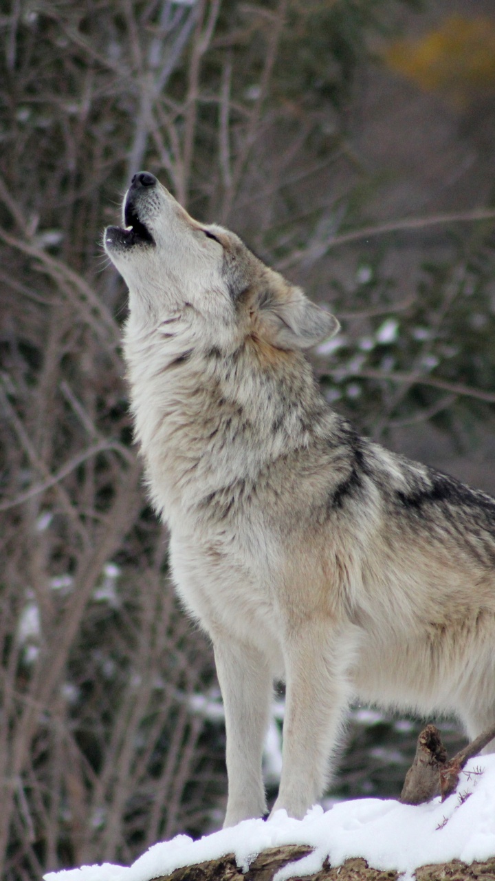 Brauner Wolf Auf Schneebedecktem Boden Tagsüber. Wallpaper in 720x1280 Resolution