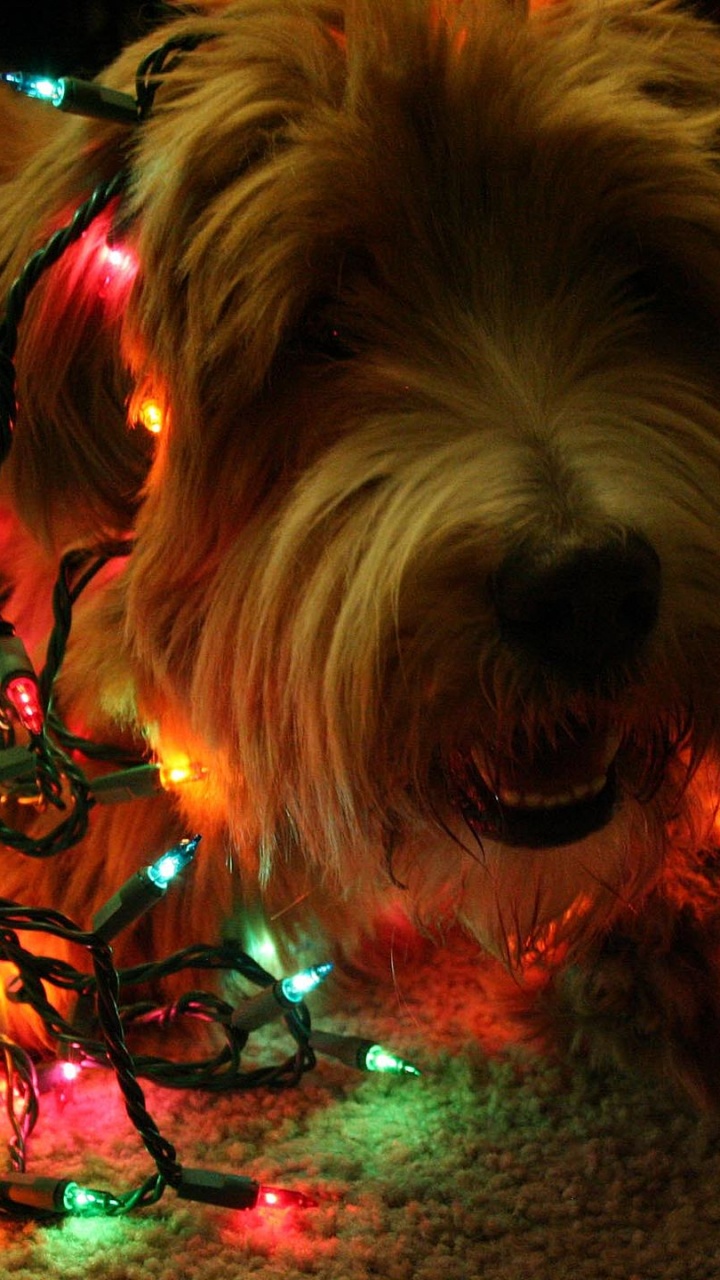 Brown Long Coated Small Dog. Wallpaper in 720x1280 Resolution