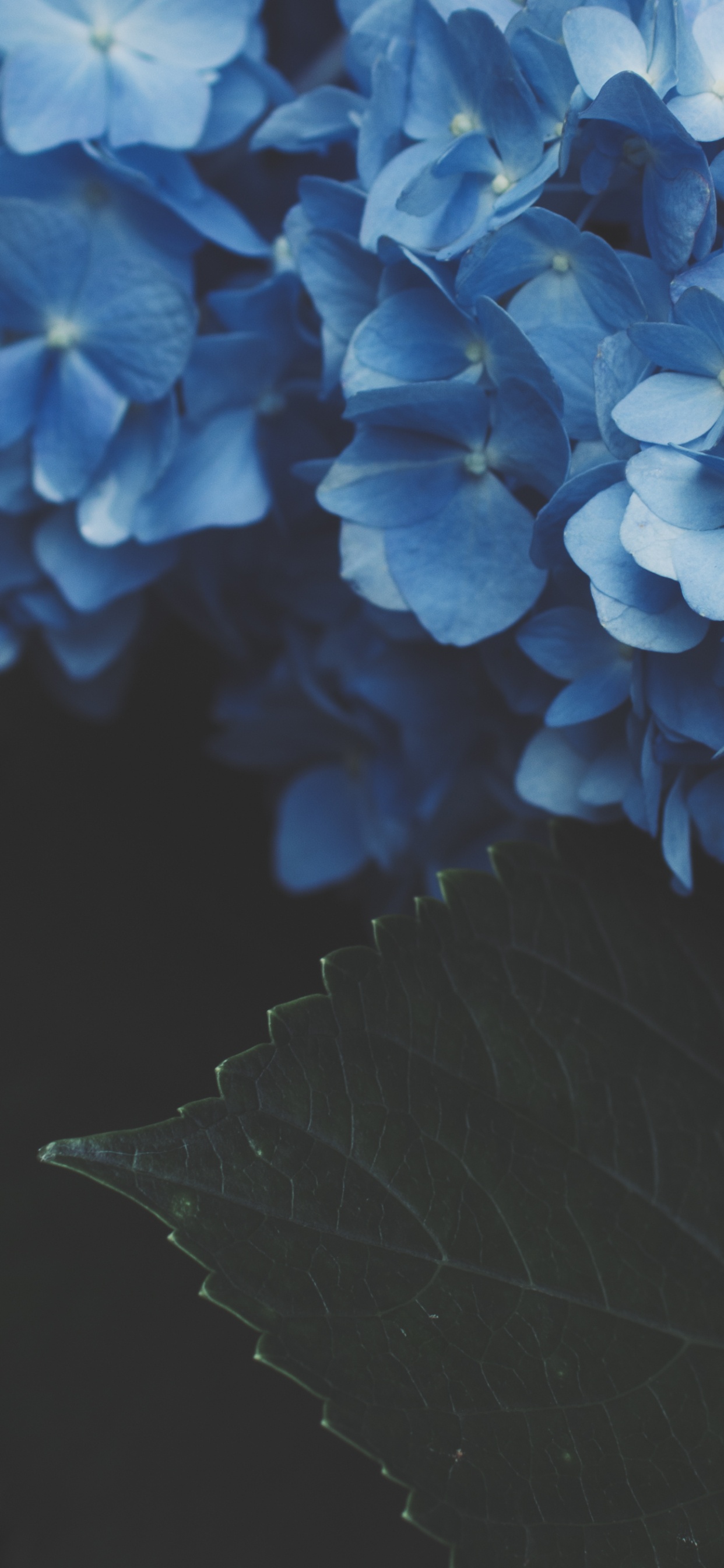 Fleur Jaune Sur Fond Noir. Wallpaper in 1242x2688 Resolution