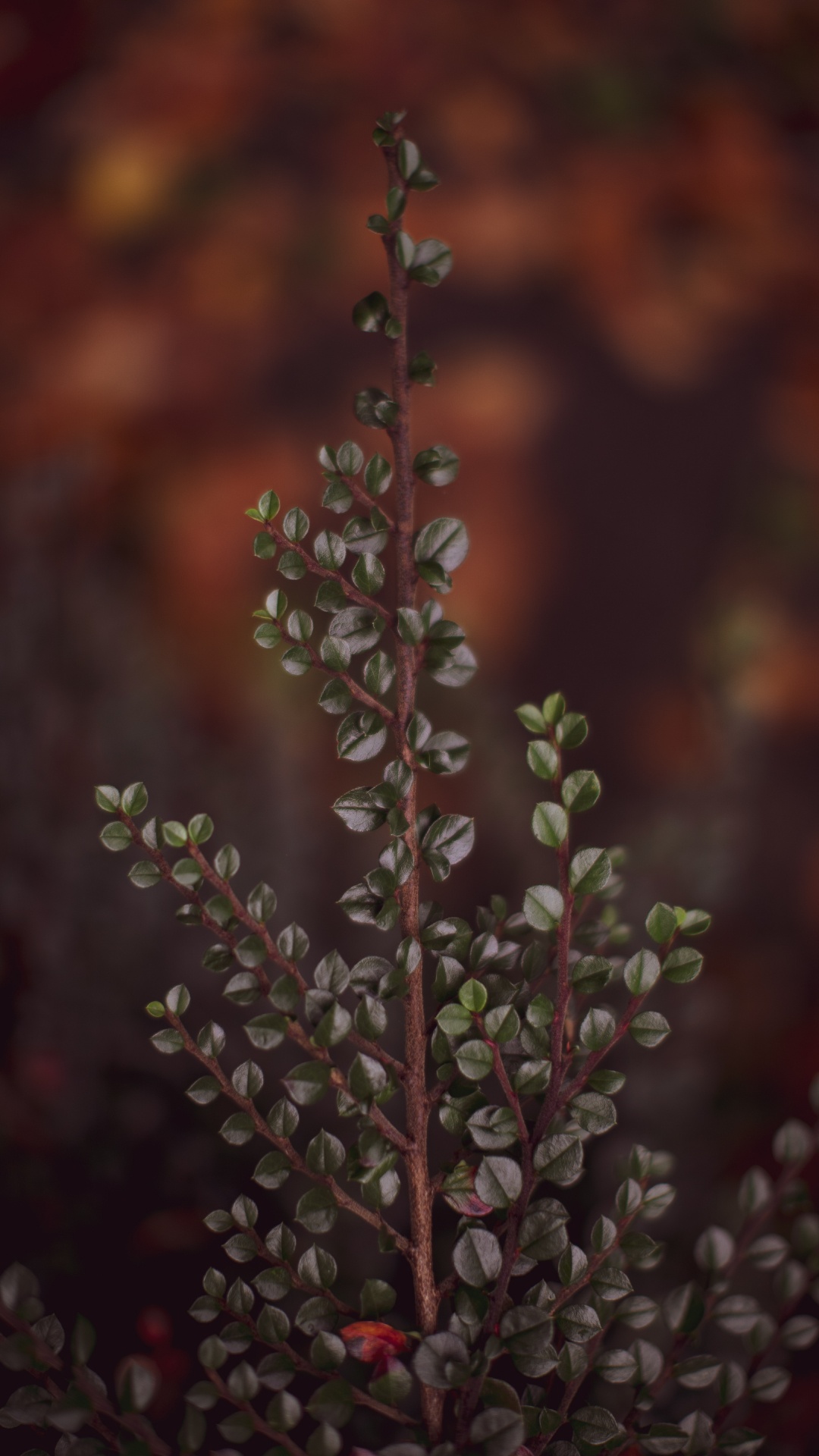 Twig, Branch, Leaf, Flower, Plant. Wallpaper in 1080x1920 Resolution