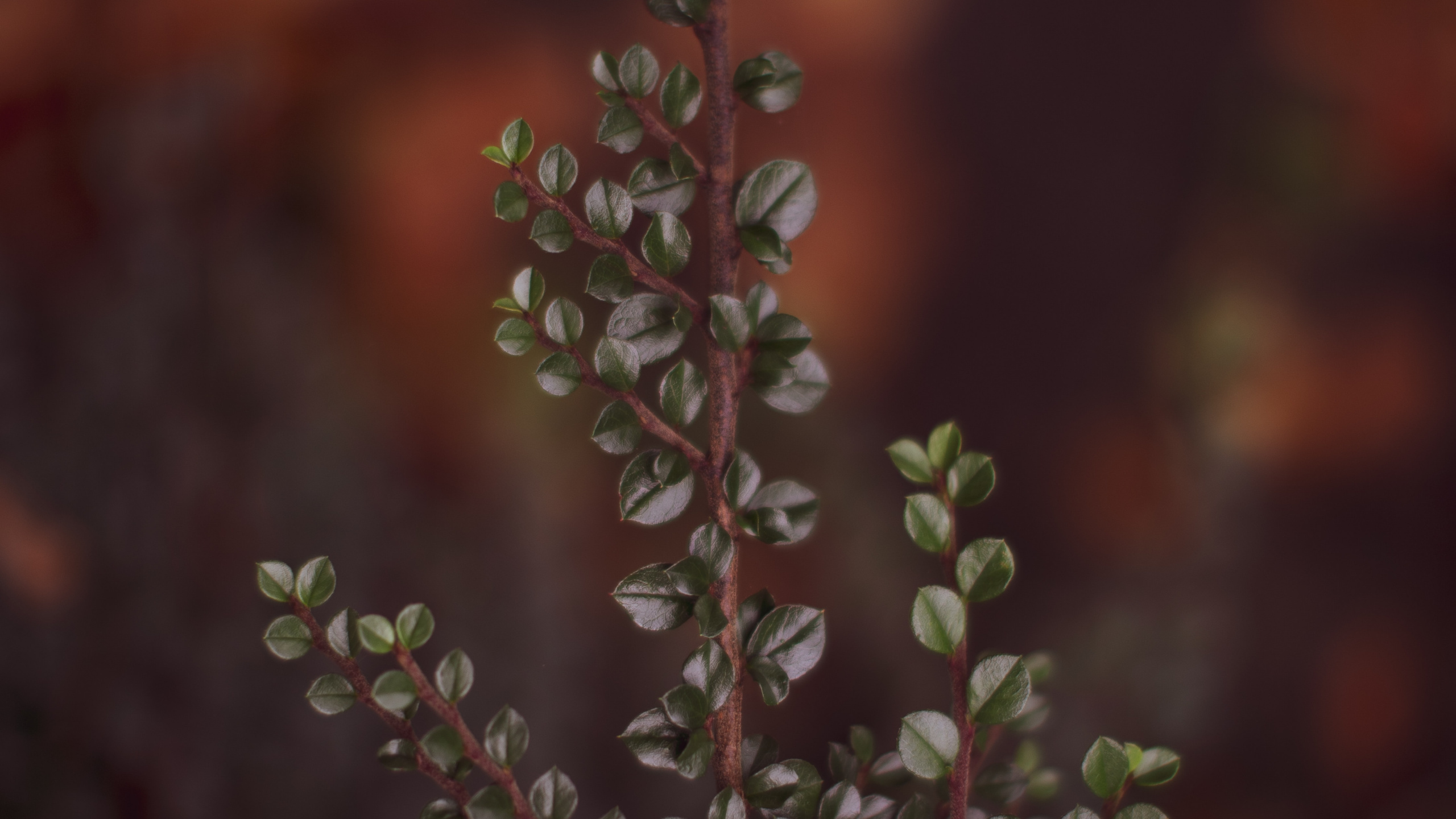 Twig, Branch, Leaf, Flower, Plant. Wallpaper in 2560x1440 Resolution
