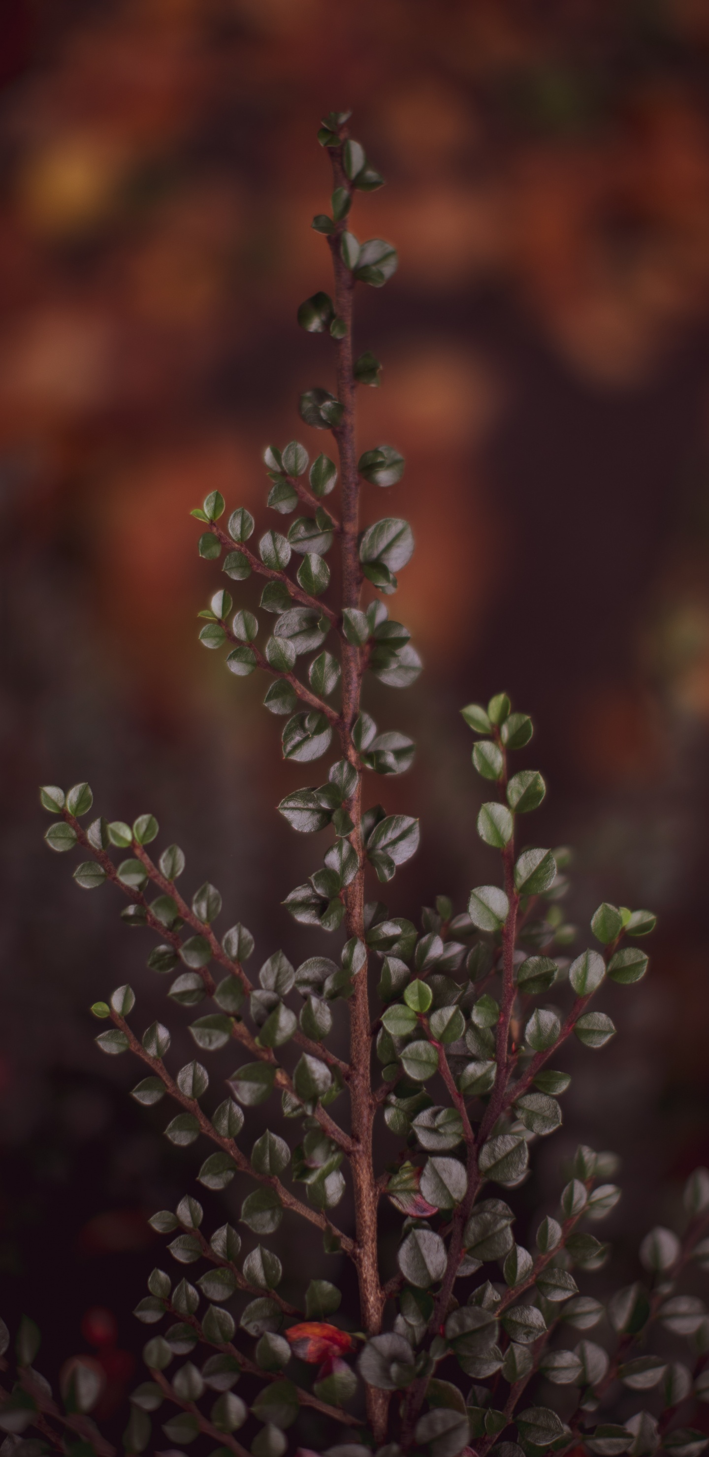 Rameau, Feuille, Botanique, Brown, Plante Terrestre. Wallpaper in 1440x2960 Resolution